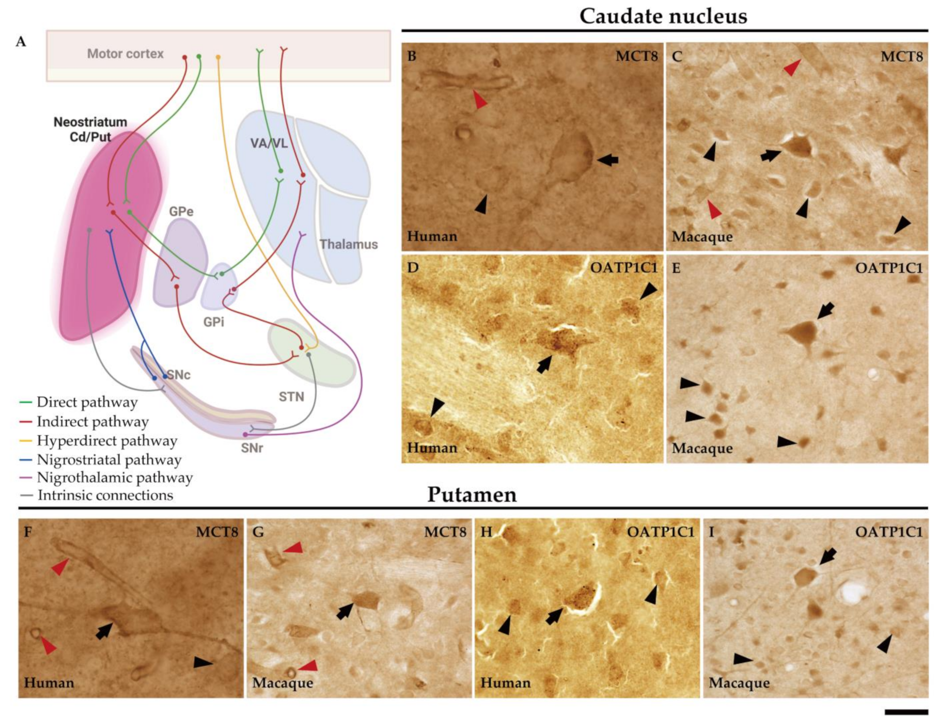 Ijms 24 09643 g005 Ijms 24 09643 g005