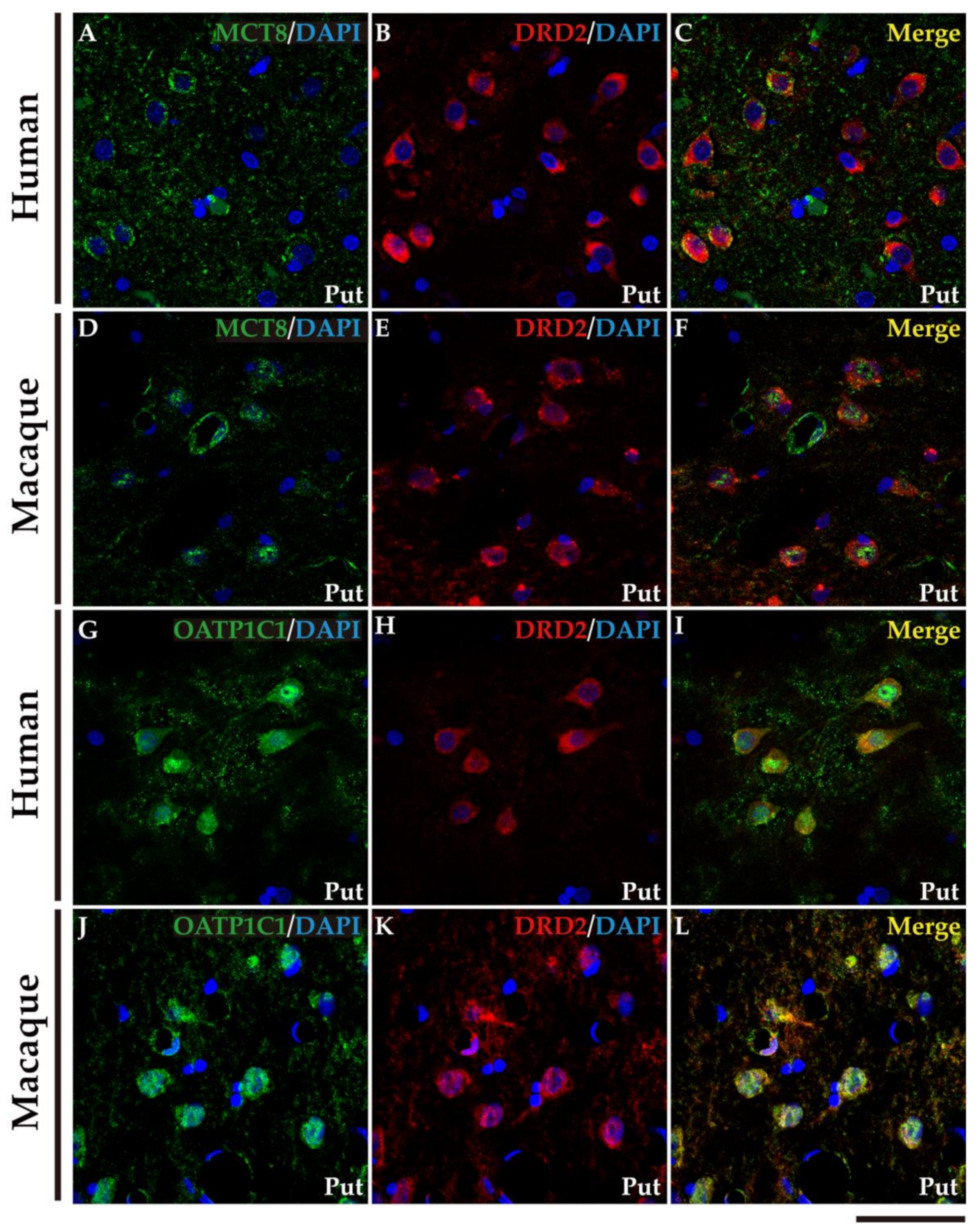 Ijms 24 09643 g007 Ijms 24 09643 g007