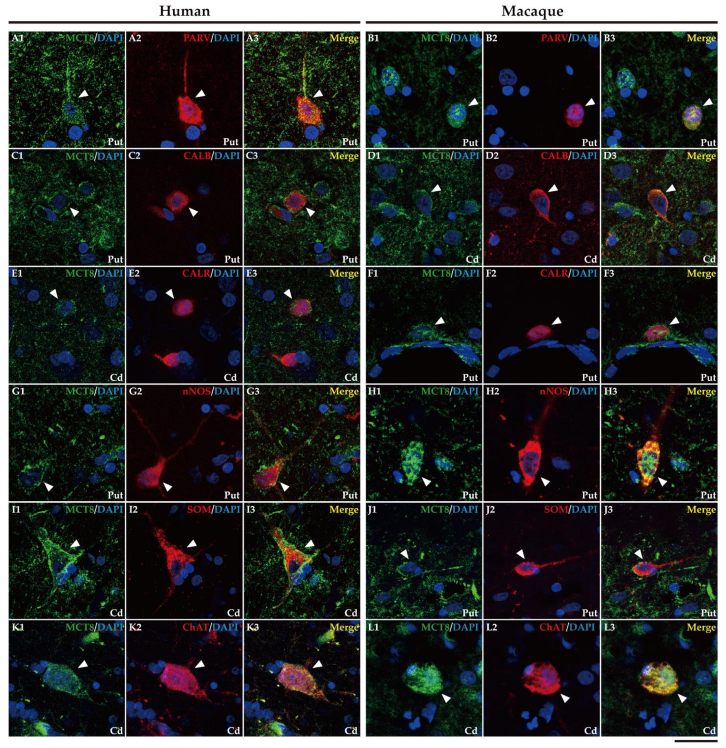 Ijms 24 09643 g008 Ijms 24 09643 g008