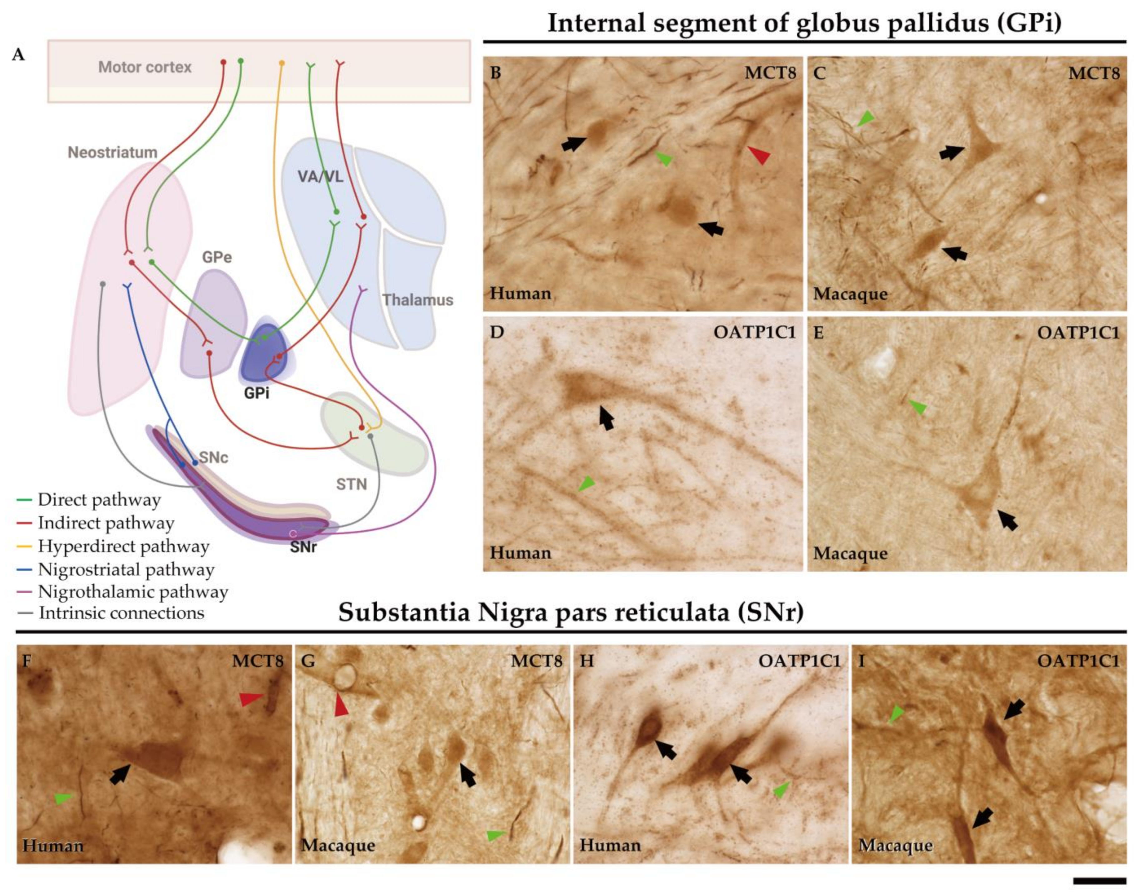Ijms 24 09643 g010 Ijms 24 09643 g010