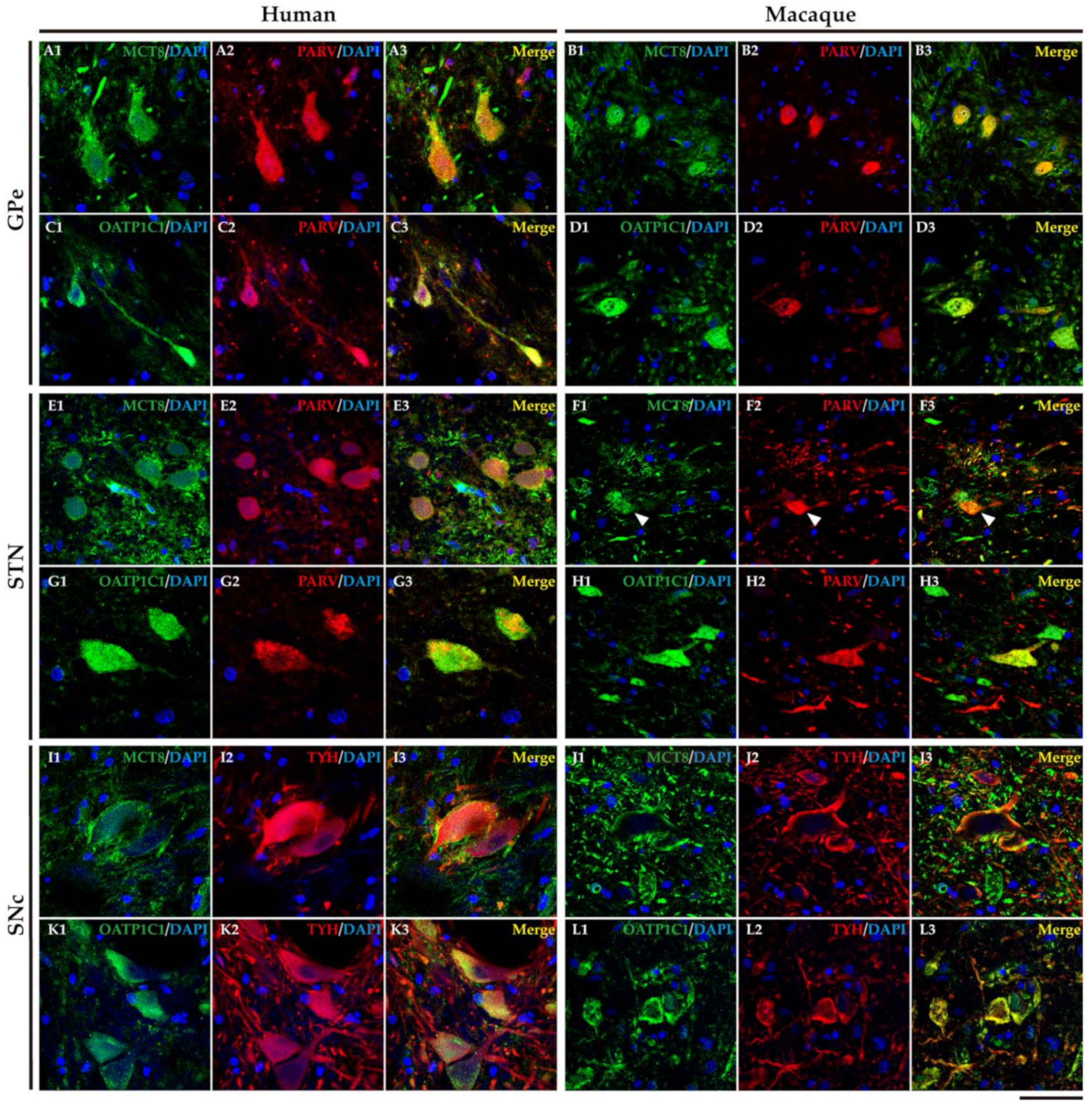 Ijms 24 09643 g013 Ijms 24 09643 g013