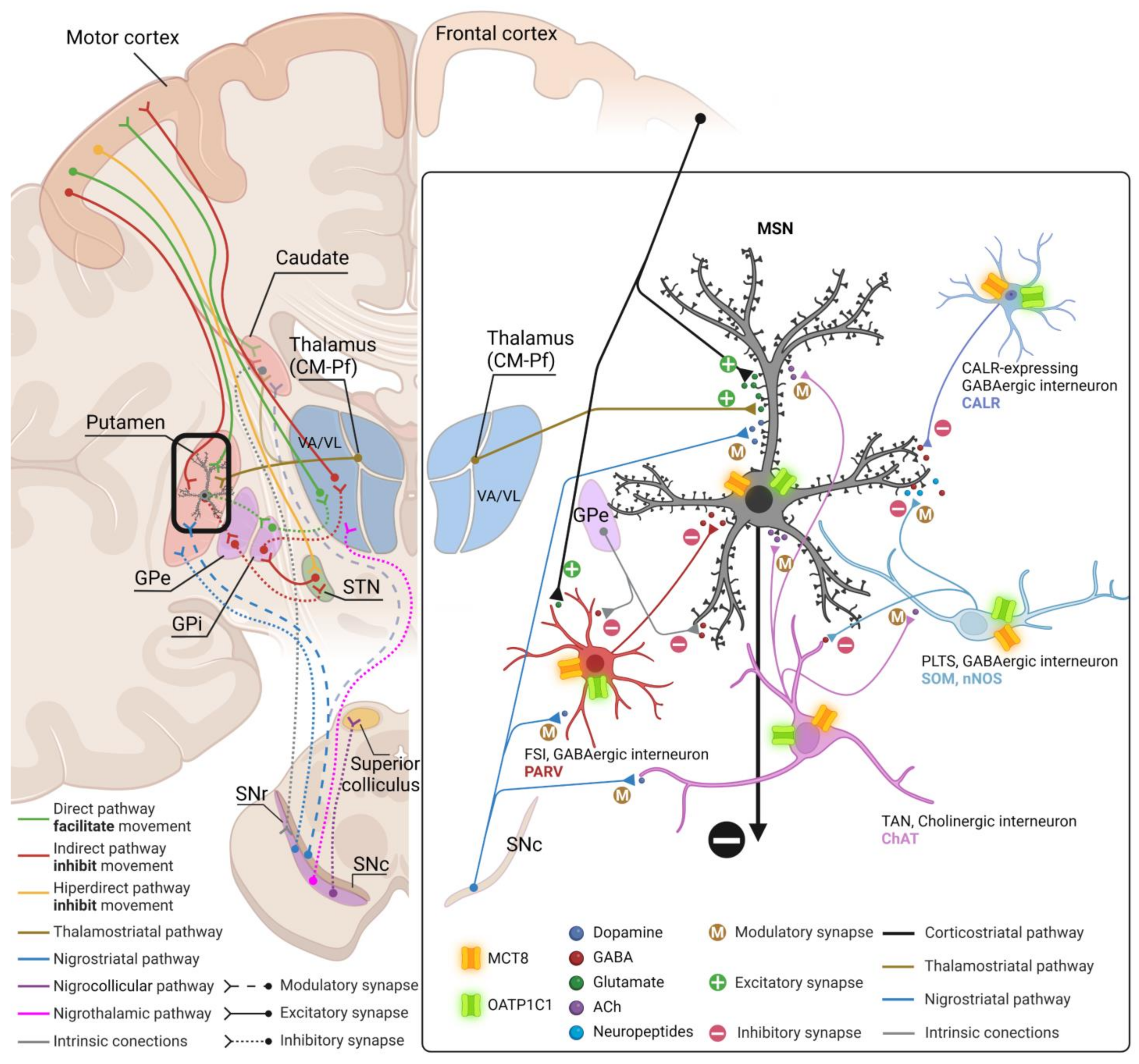 Ijms 24 09643 g017 Ijms 24 09643 g017
