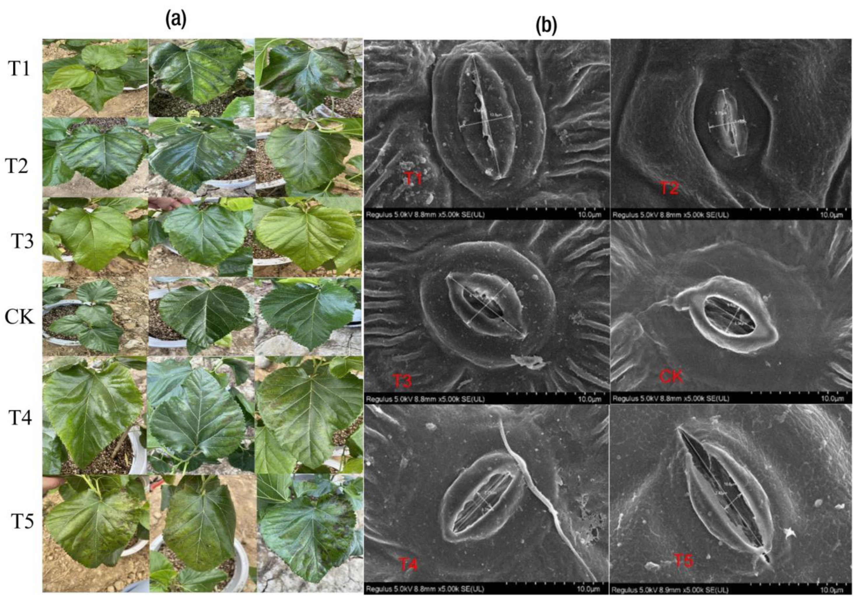 Ijms 24 09650 g004 Ijms 24 09650 g004