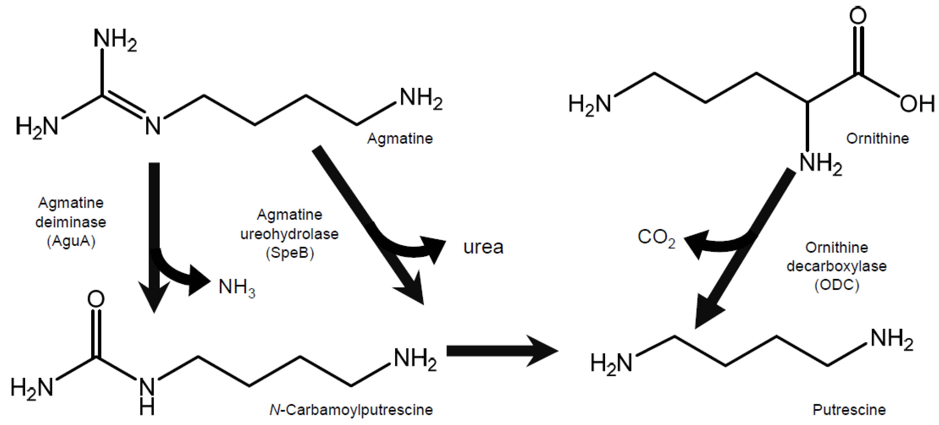 Ijms 24 09668 g002 Ijms 24 09668 g002
