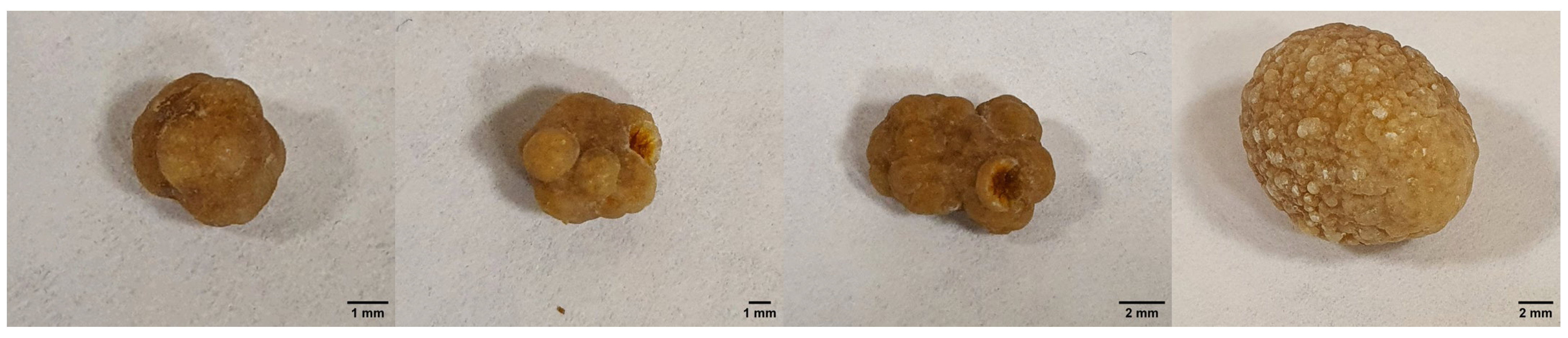 Ijms 24 09678 g015 Ijms 24 09678 g015