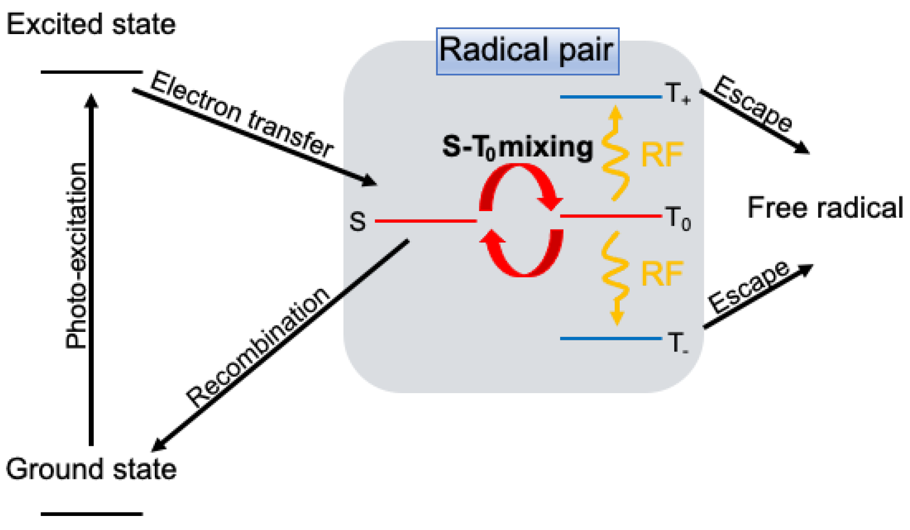 IJMS | Free Full-Text | Anisotropic and Coherent Control of