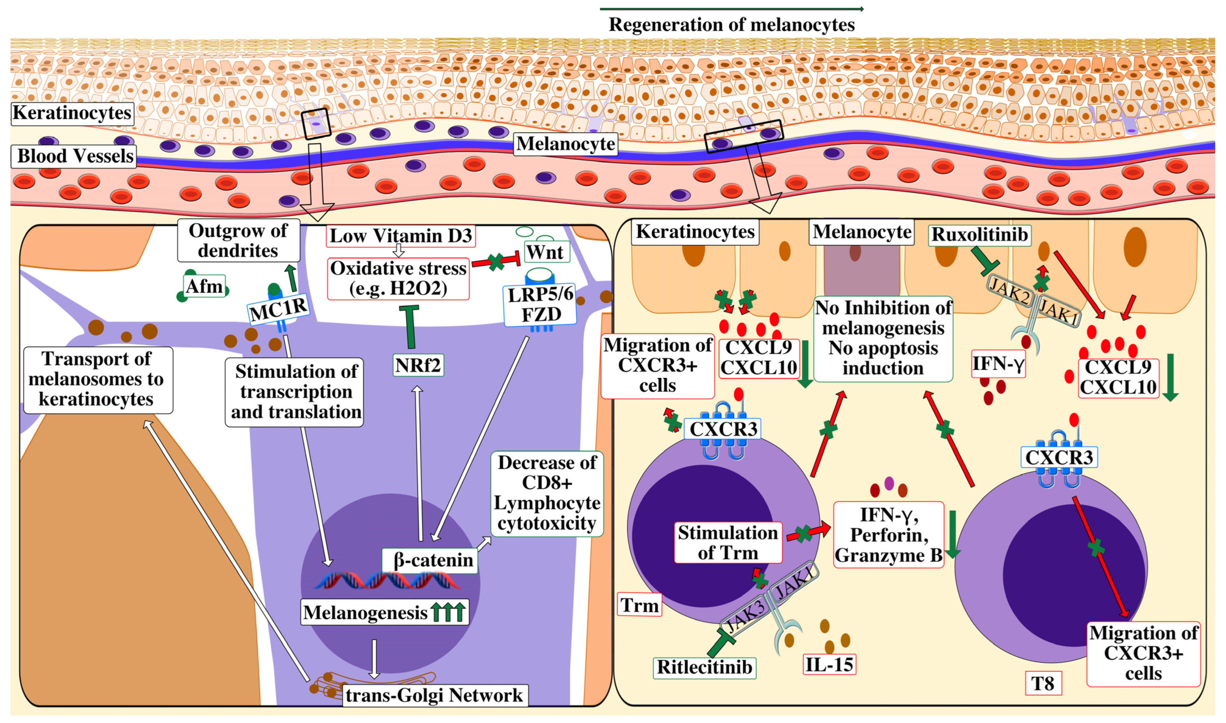 Ijms 24 09749 g002 Ijms 24 09749 g002