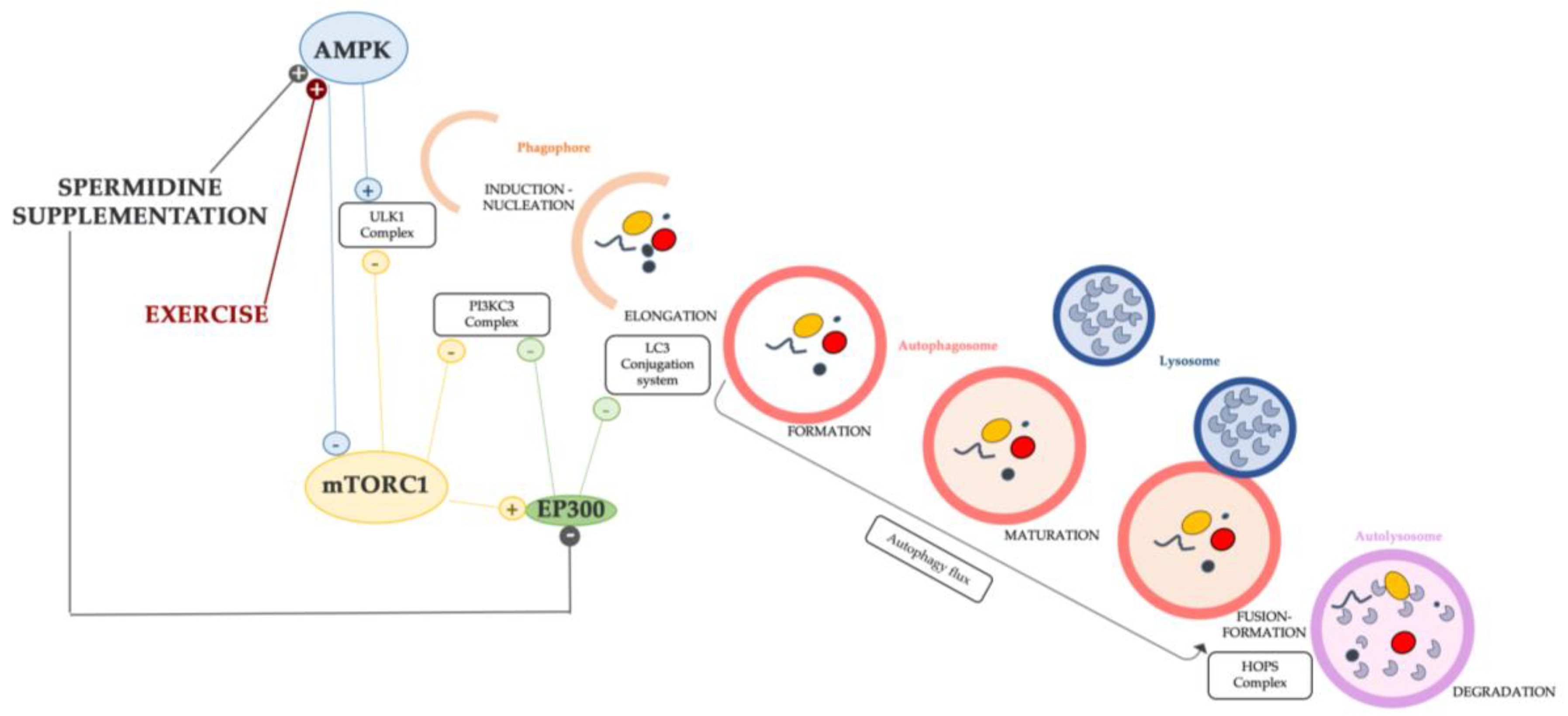 Ijms 24 09798 g002 Ijms 24 09798 g002