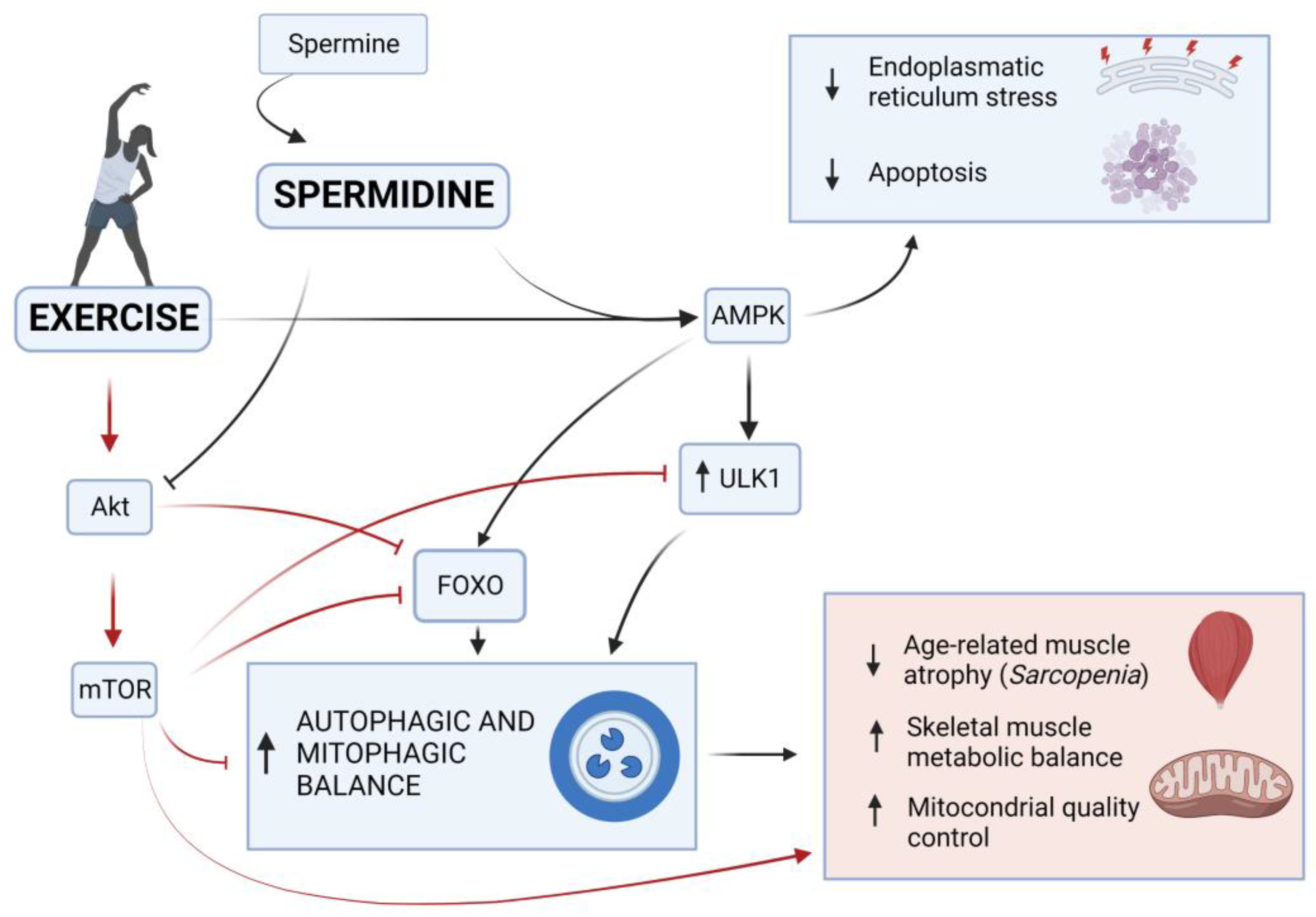 Ijms 24 09798 g003 Ijms 24 09798 g003