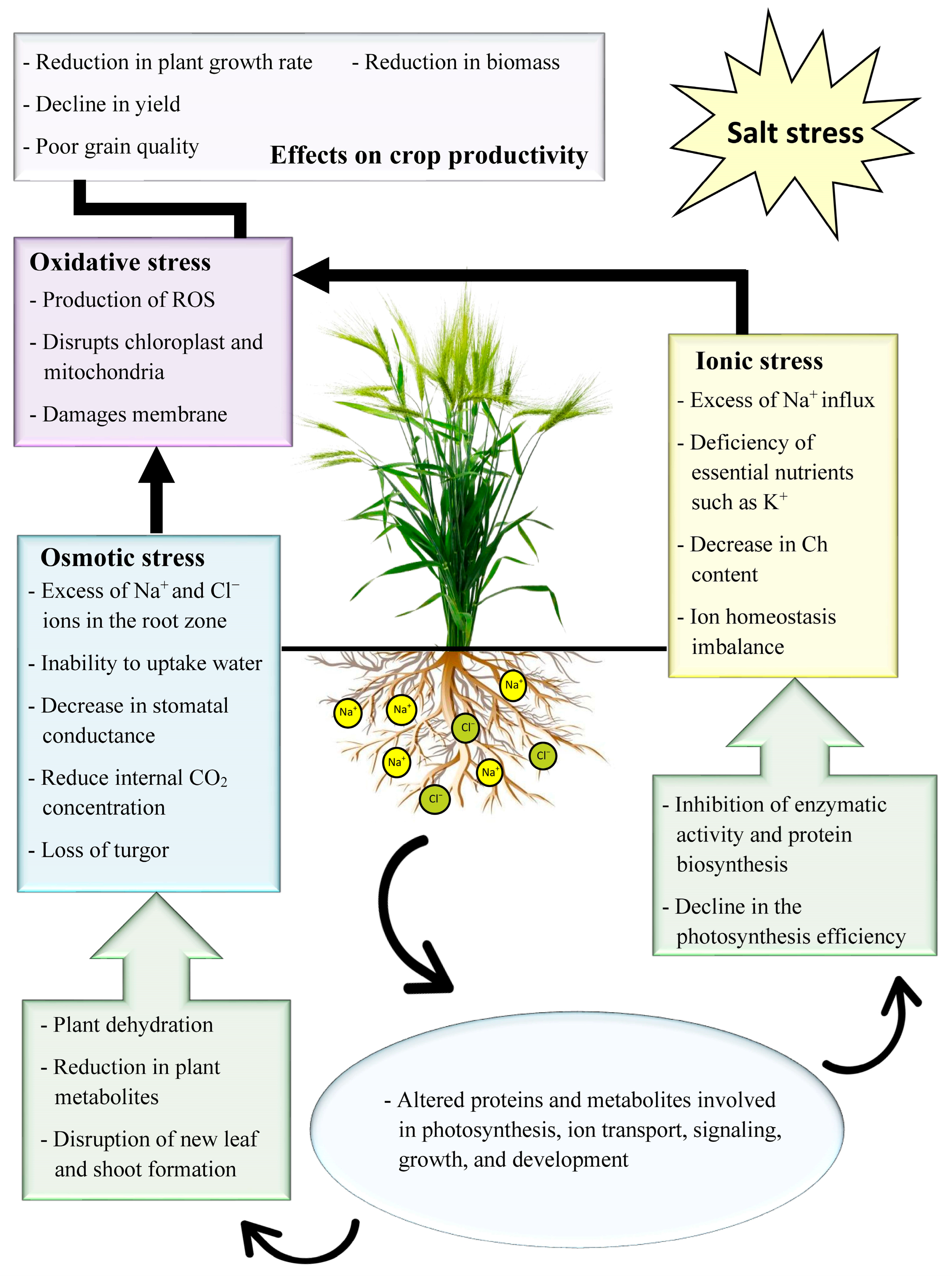 IJMS | Free Full-Text | Insights into the Transcriptomics of Crop 