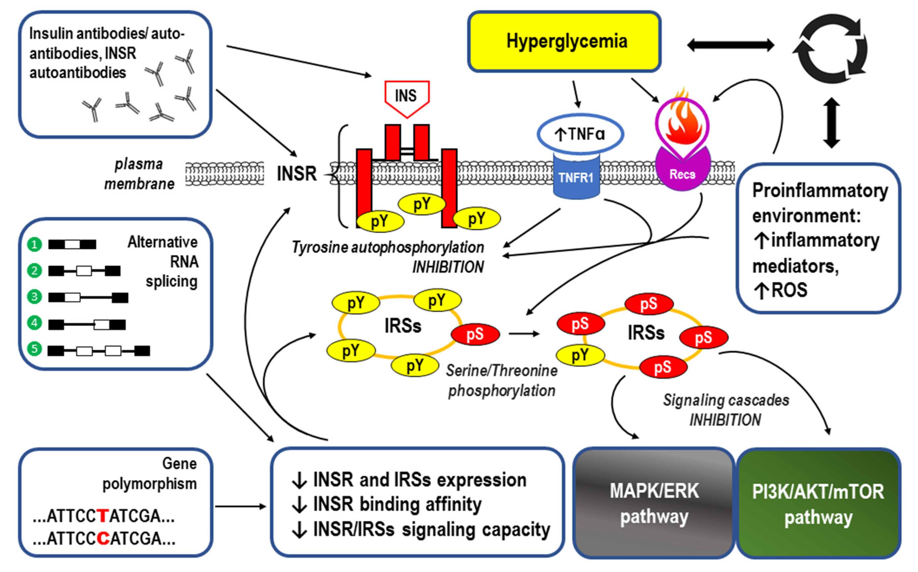 IJMS Free FullText Molecular Mechanisms for the Vicious Cycle between Insulin Resistance