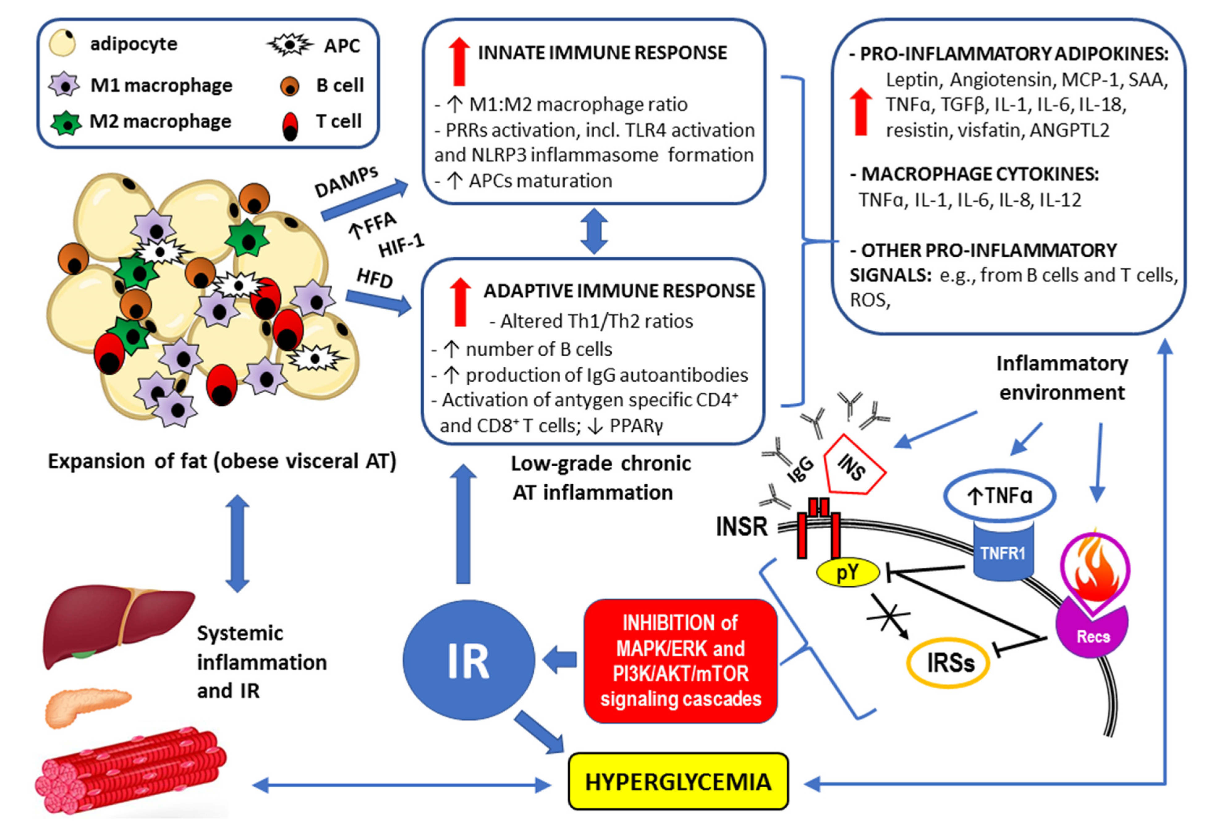 IJMS | Free Full-Text | Molecular Mechanisms for the Vicious Cycle