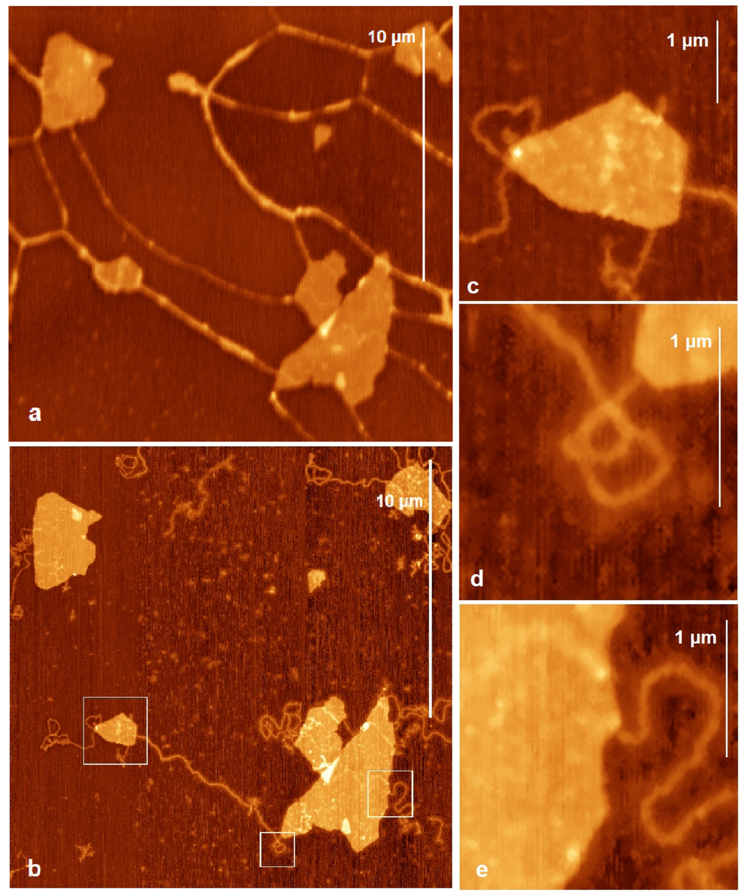 Ijms 24 09827 g002 Ijms 24 09827 g002