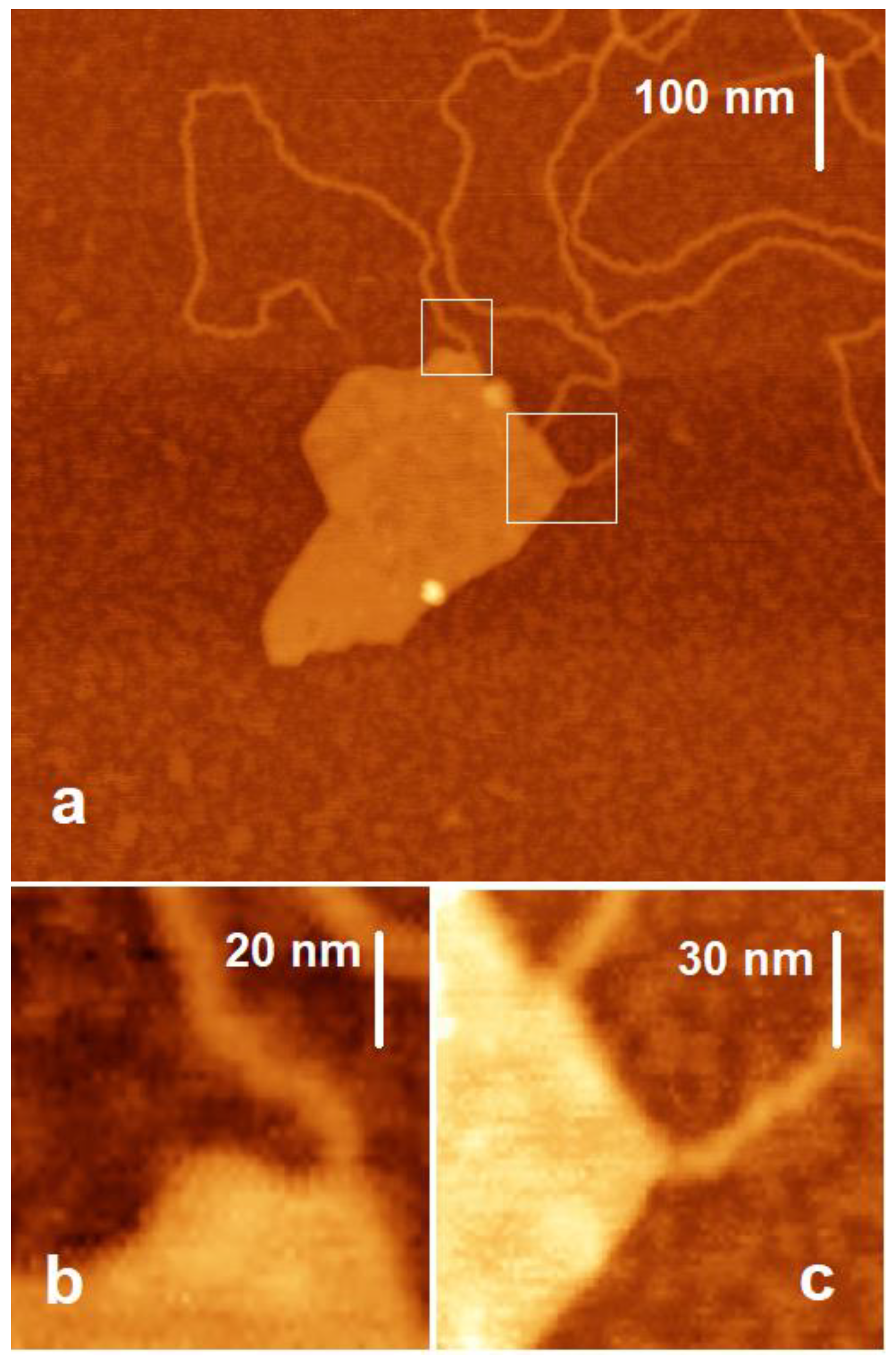 Ijms 24 09827 g003 Ijms 24 09827 g003