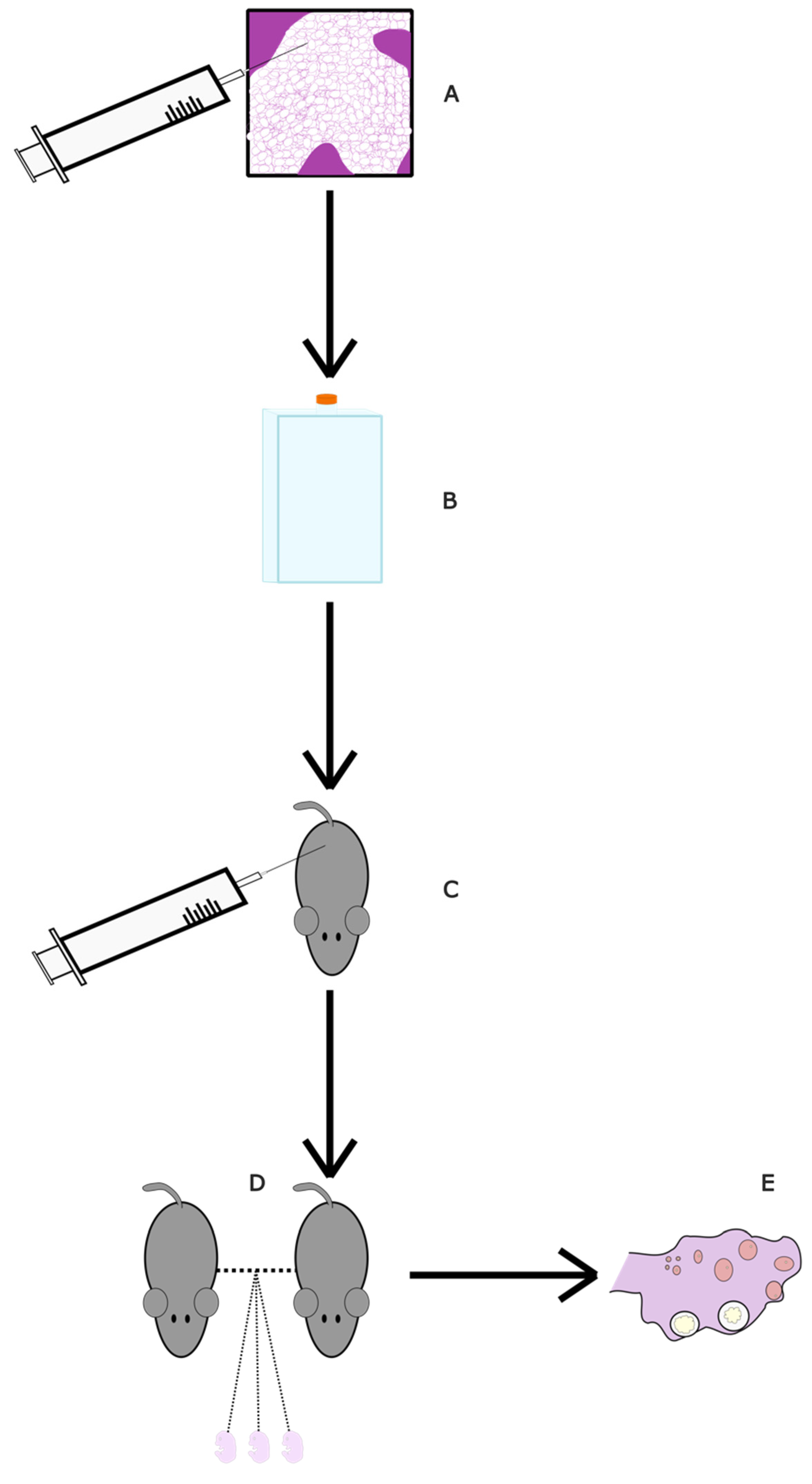 Ijms 24 09828 g004 Ijms 24 09828 g004