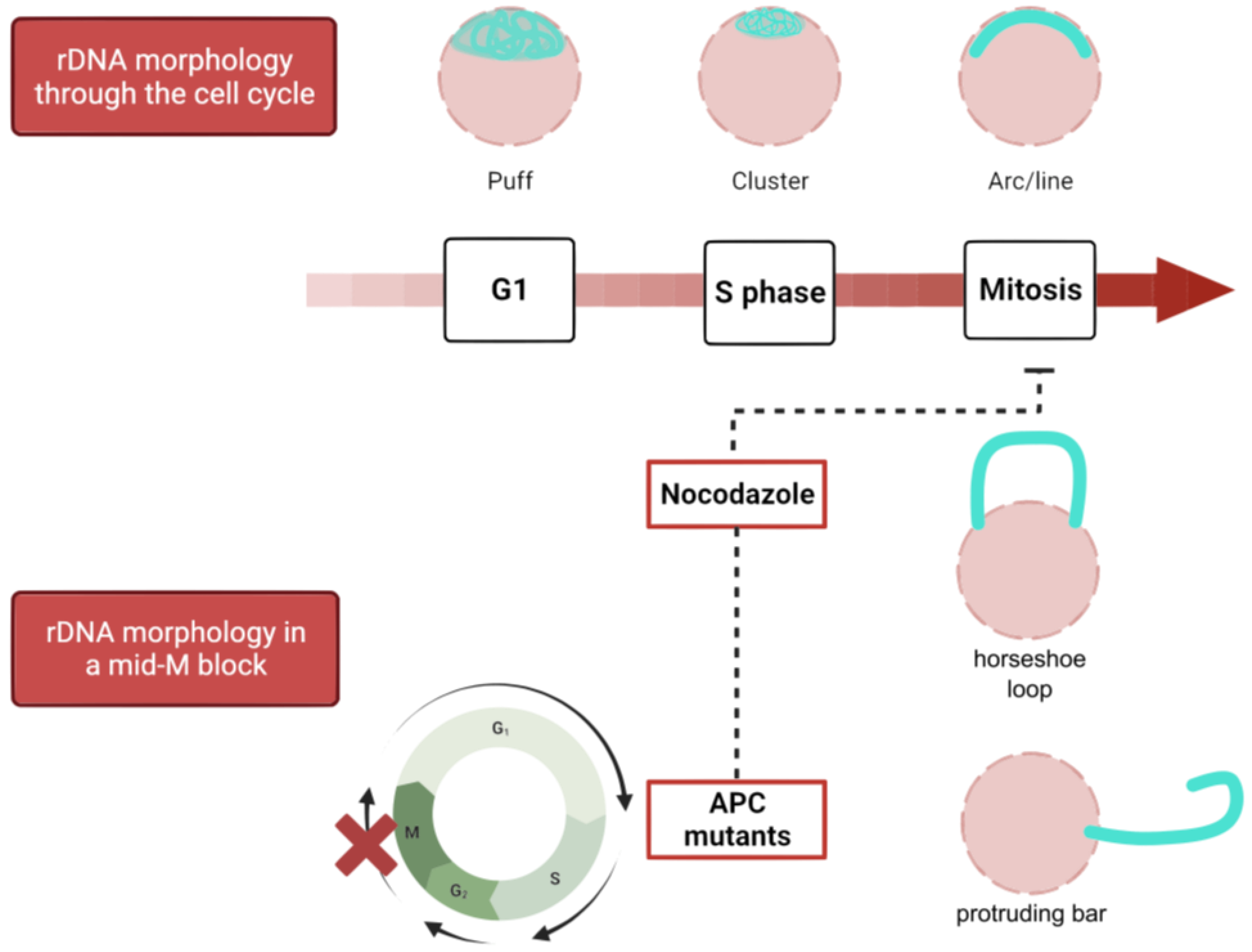 Ijms 24 09829 g003 Ijms 24 09829 g003
