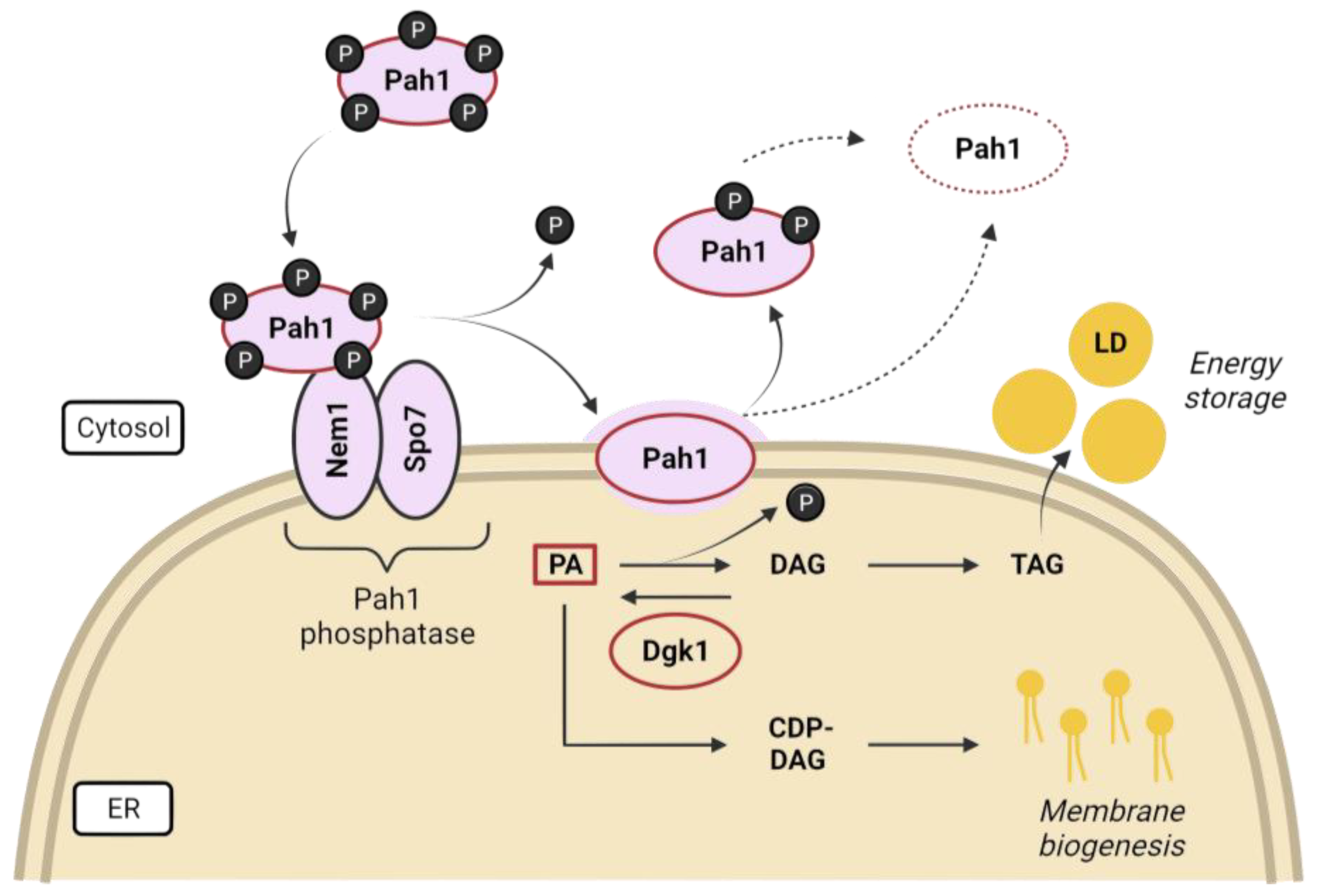 Ijms 24 09829 g004 Ijms 24 09829 g004