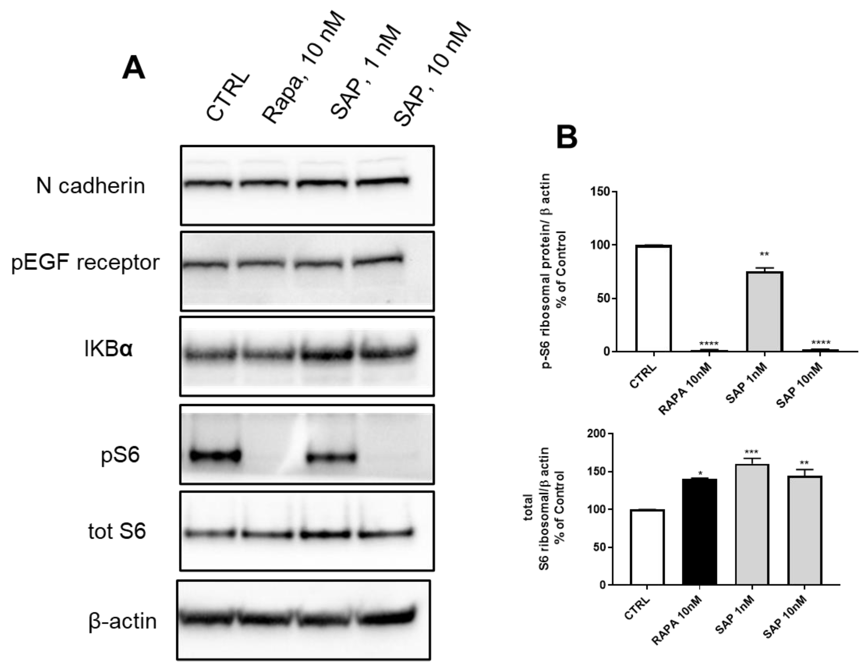 Ijms 24 09834 g005 Ijms 24 09834 g005