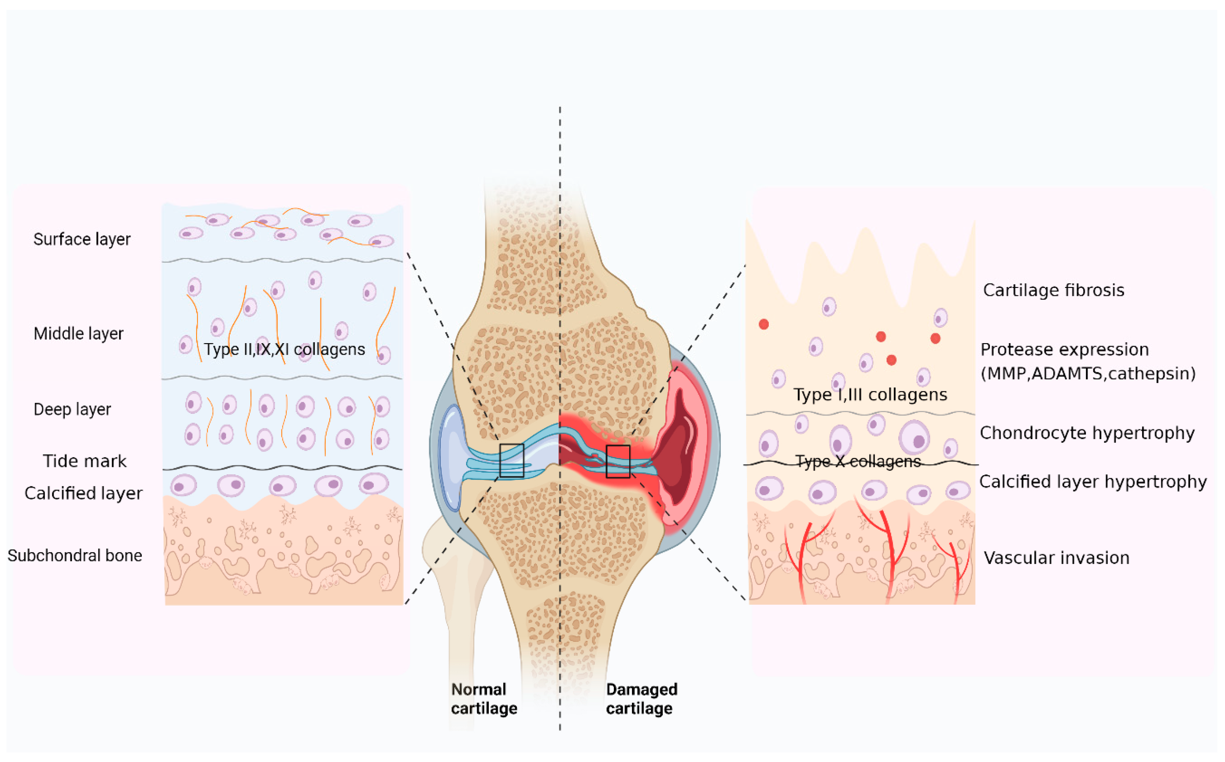 Ijms 24 09841 g002 Ijms 24 09841 g002