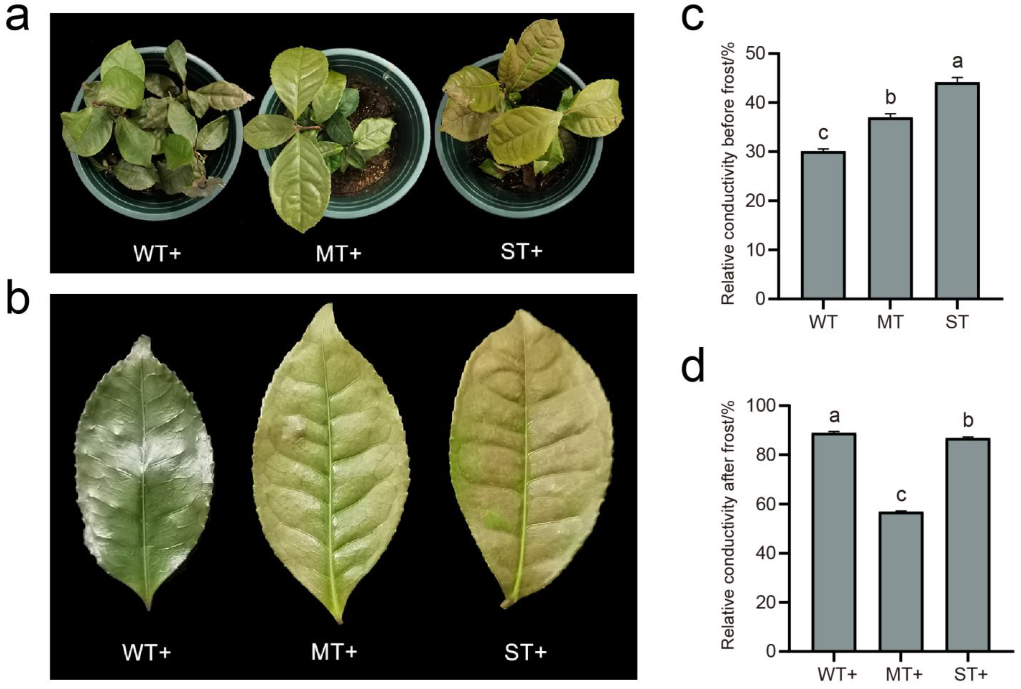 Ijms 24 09852 g003 Ijms 24 09852 g003