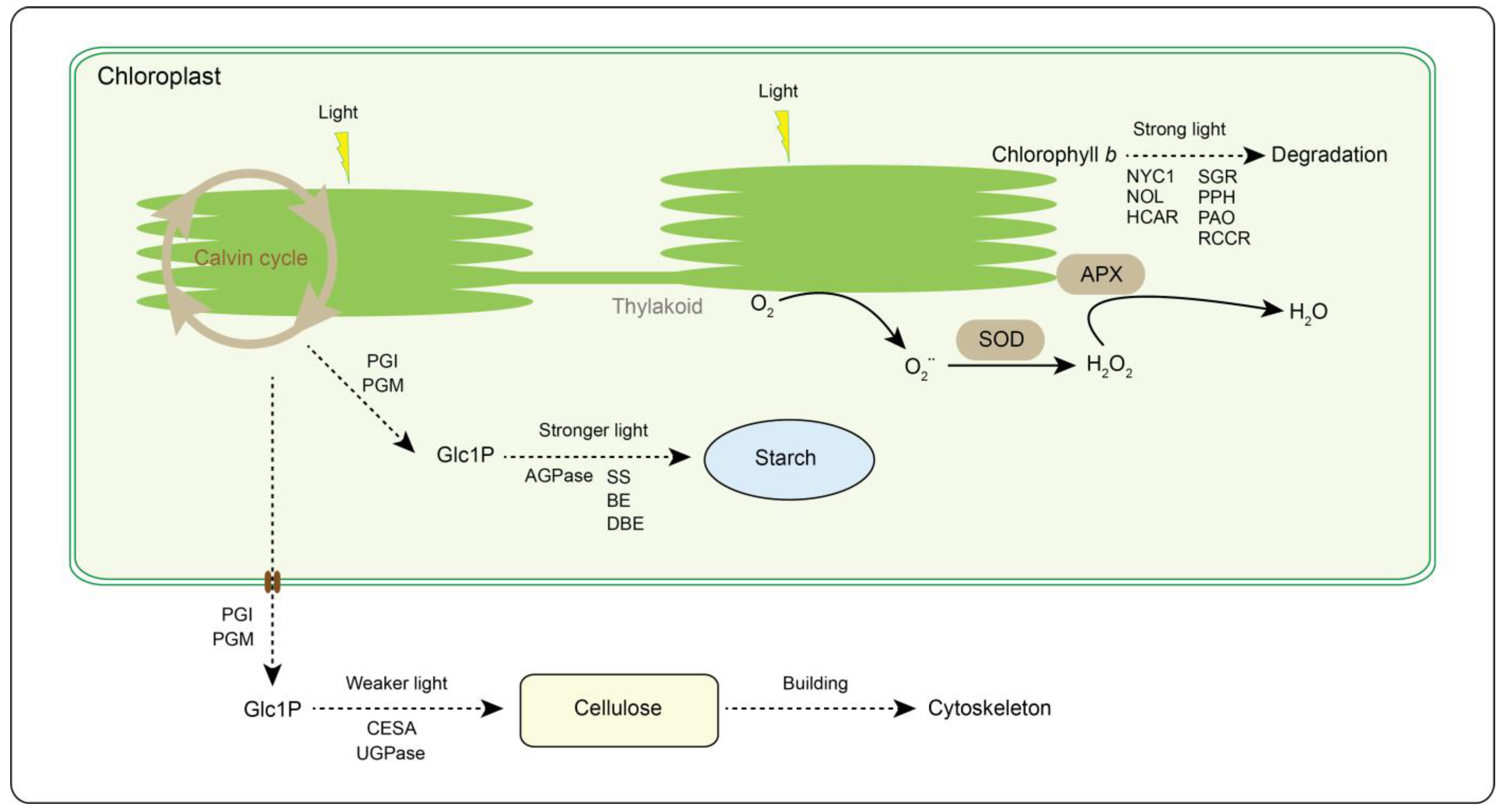 Ijms 24 09852 g007 Ijms 24 09852 g007