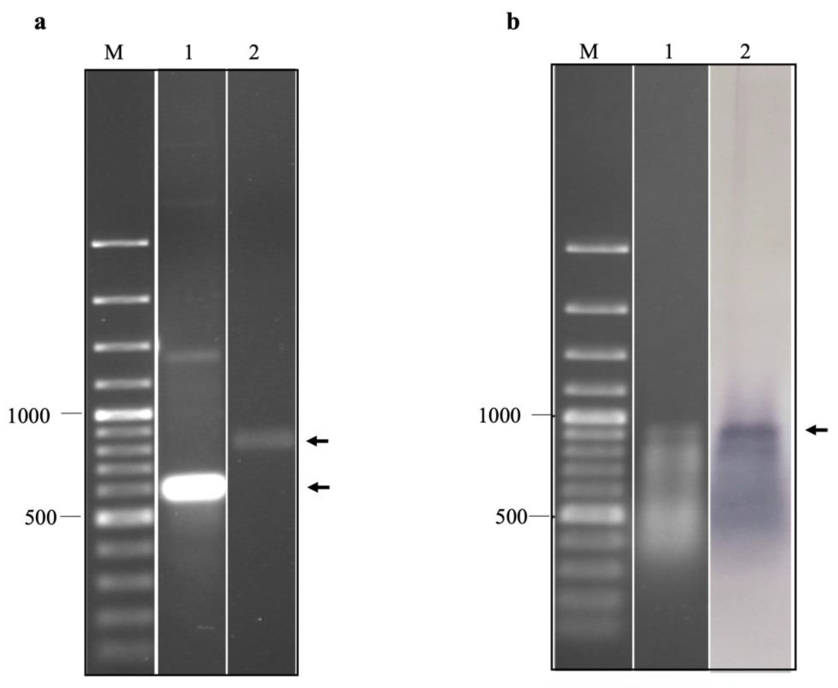 Ijms 24 09865 g004 Ijms 24 09865 g004