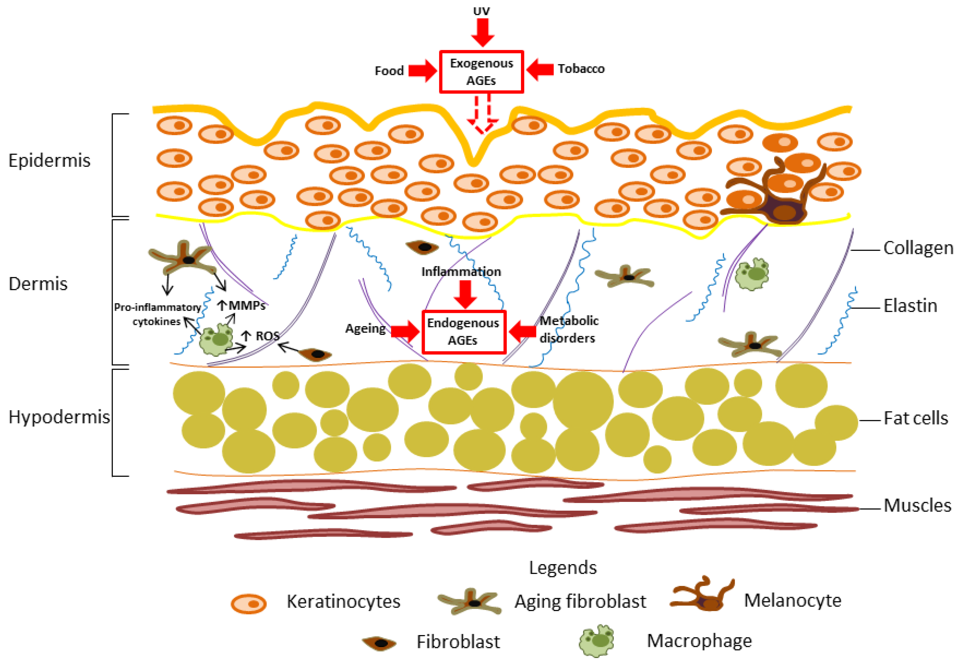 IJMS  Free Full-Text  A Role for Advanced Glycation End Products in 