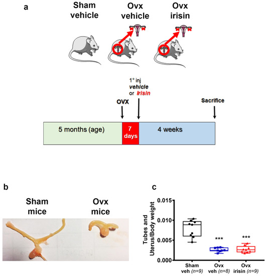 https://www.mdpi.com/ijms/ijms-24-09896/article_deploy/html/images/ijms-24-09896-g001-550.jpg