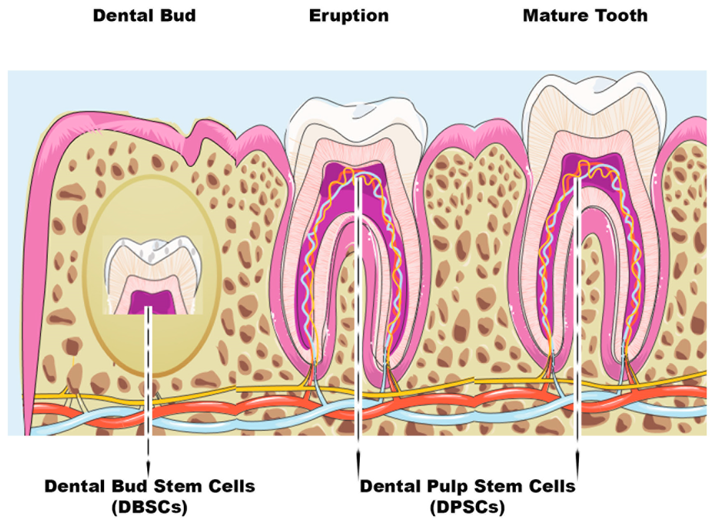 Stem cell‐based tooth and periodontal regeneration - Hu - 2018