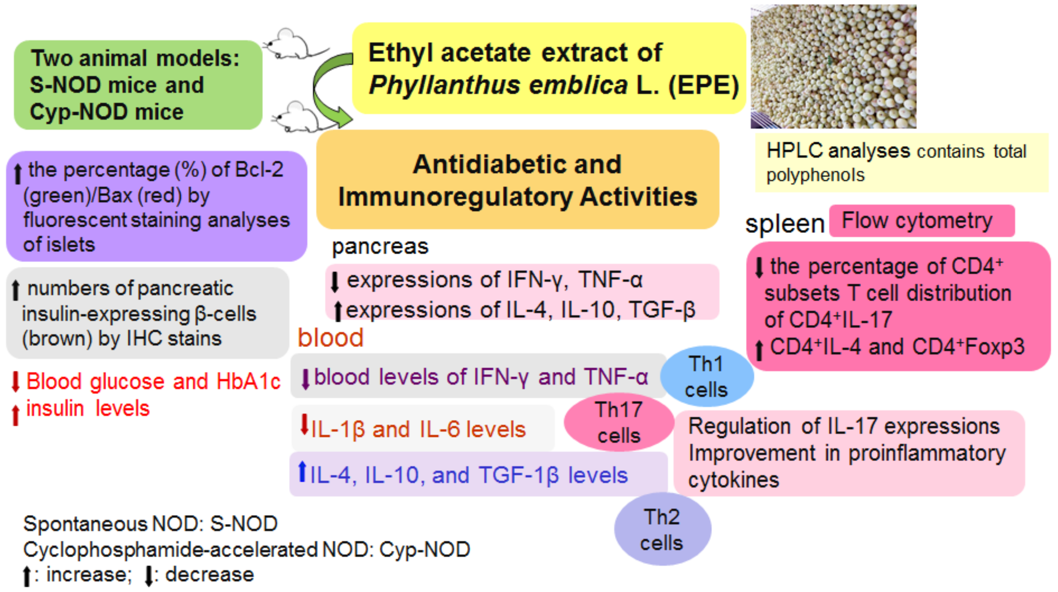 Ijms 24 09922 g011 Ijms 24 09922 g011