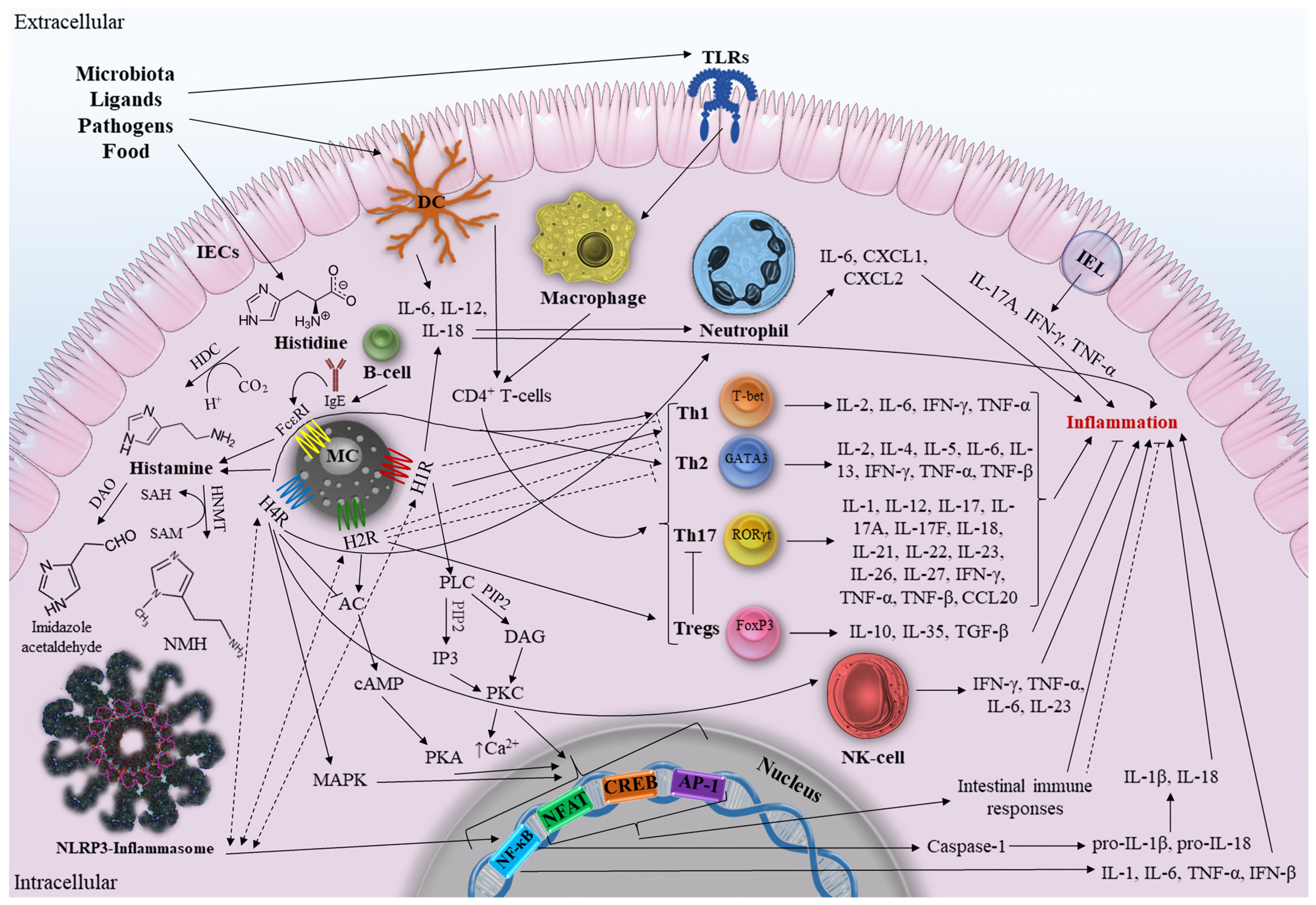 Ijms 24 09937 g001 Ijms 24 09937 g001