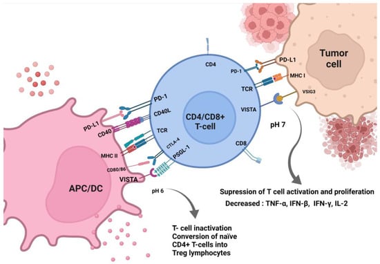 IJMS | Free Full-Text | Vista of the Future: Novel Immunotherapy Based ...