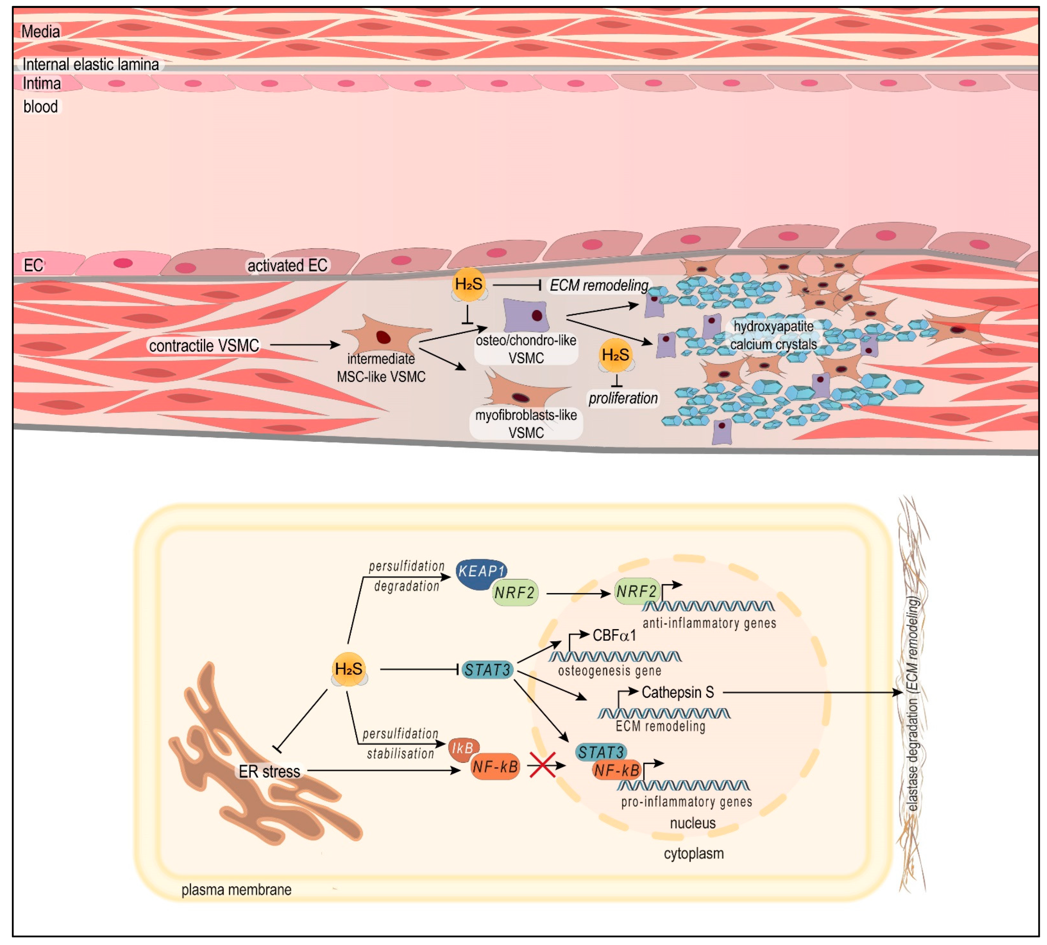 Ijms 24 09955 sch004