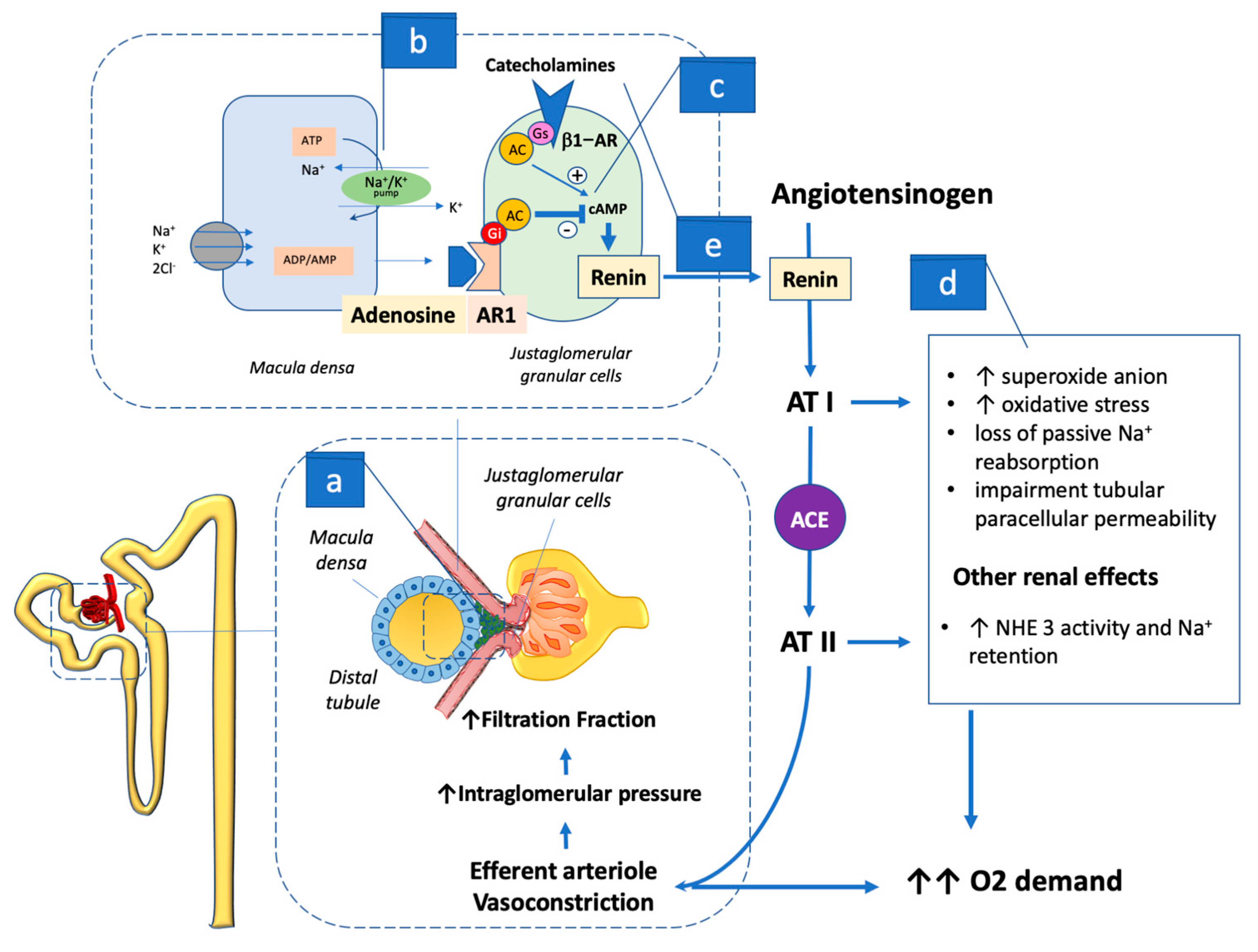 Ijms Free Full Text Renal Oxygen Demand And Nephron Function Is