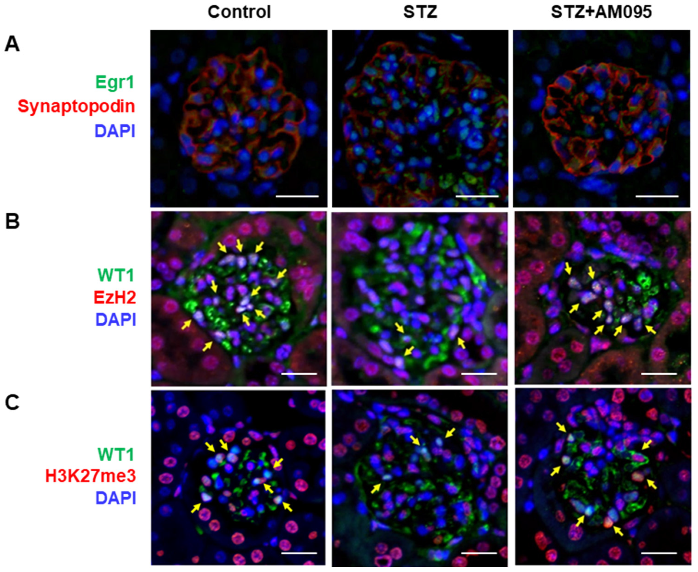 Ijms 24 09968 g007 Ijms 24 09968 g007