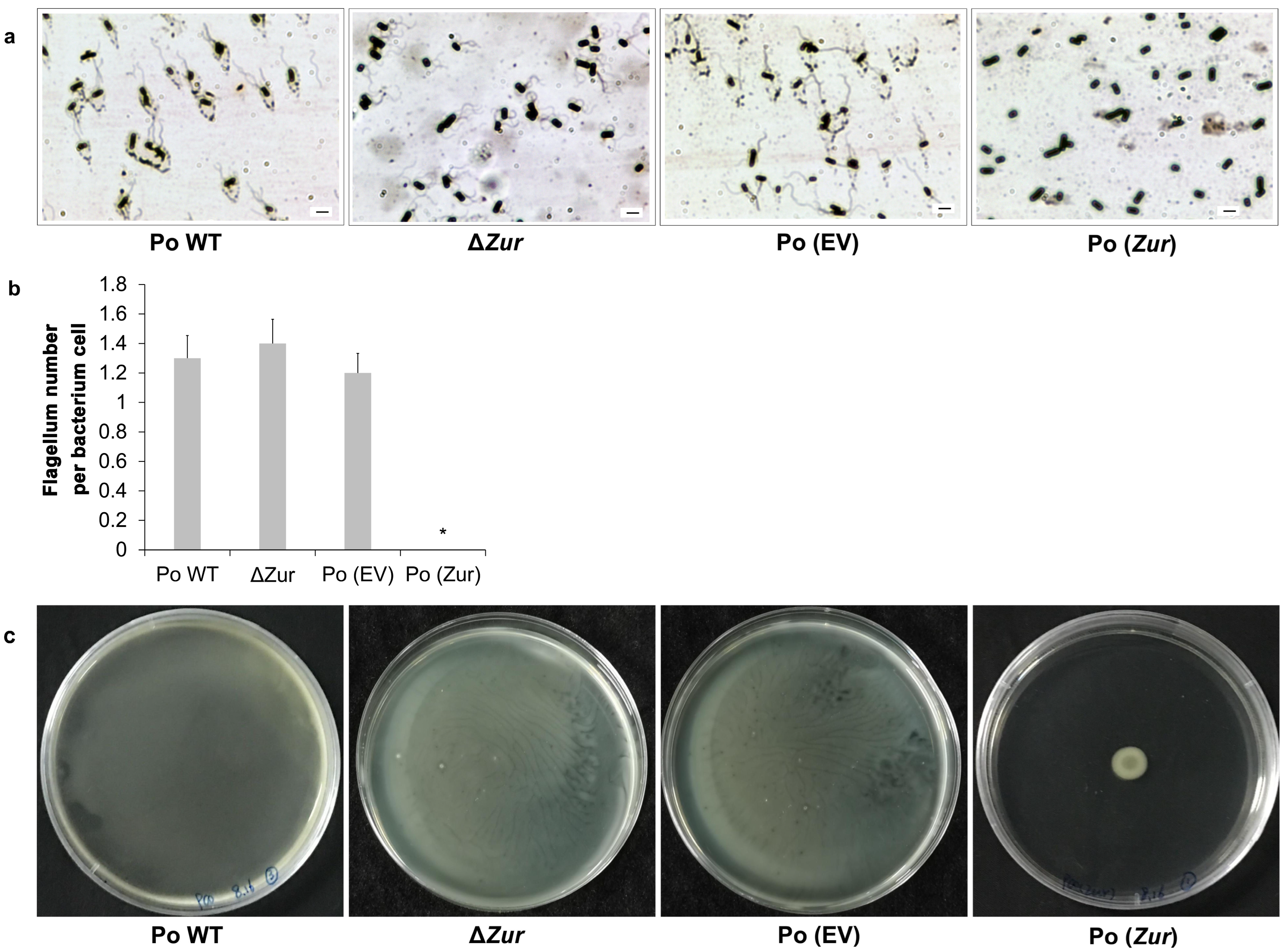 Ijms 24 09991 g006 Ijms 24 09991 g006