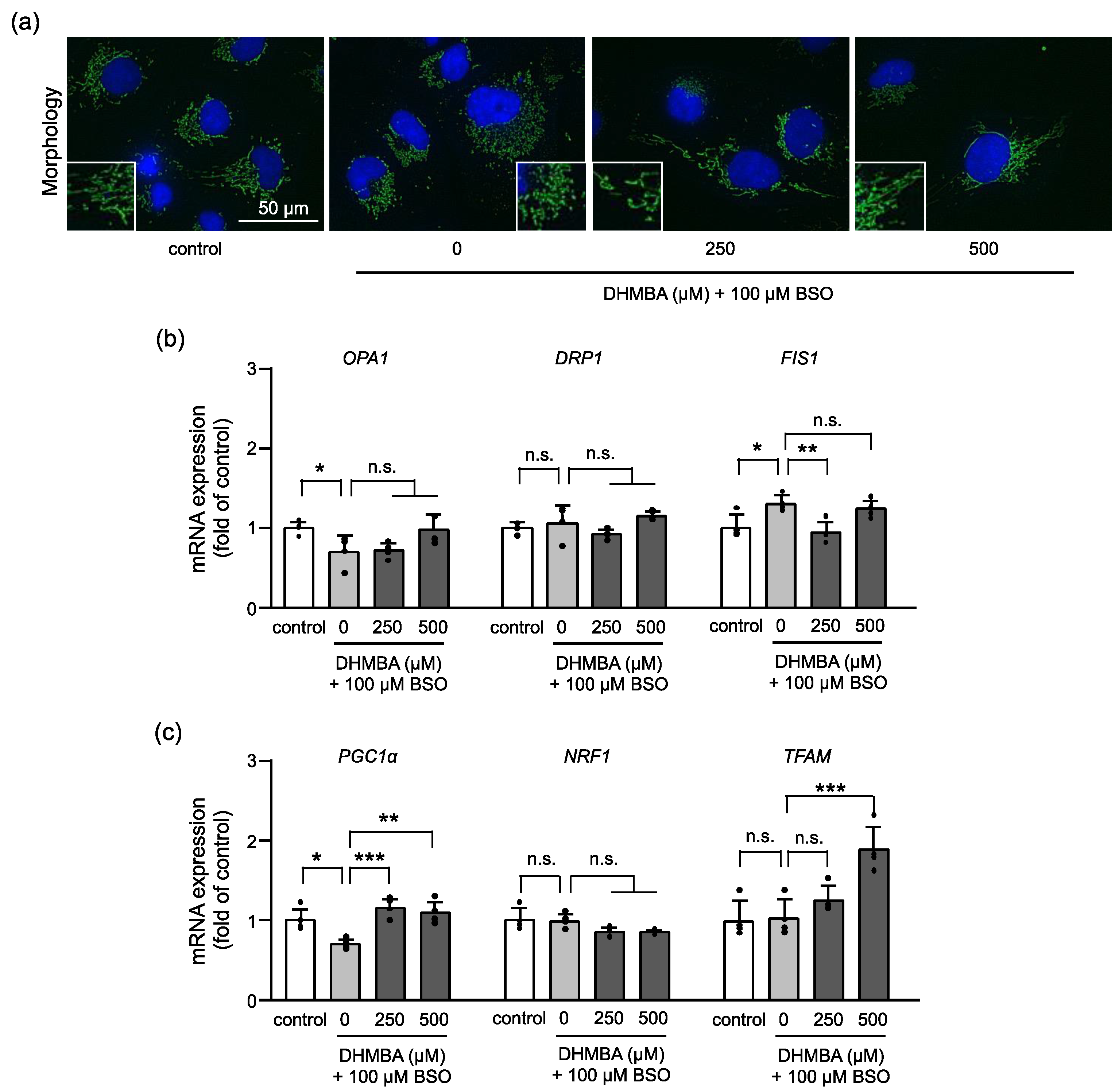 Ijms Free Full Text A Pacific Oyster Derived Antioxidant Dhmba