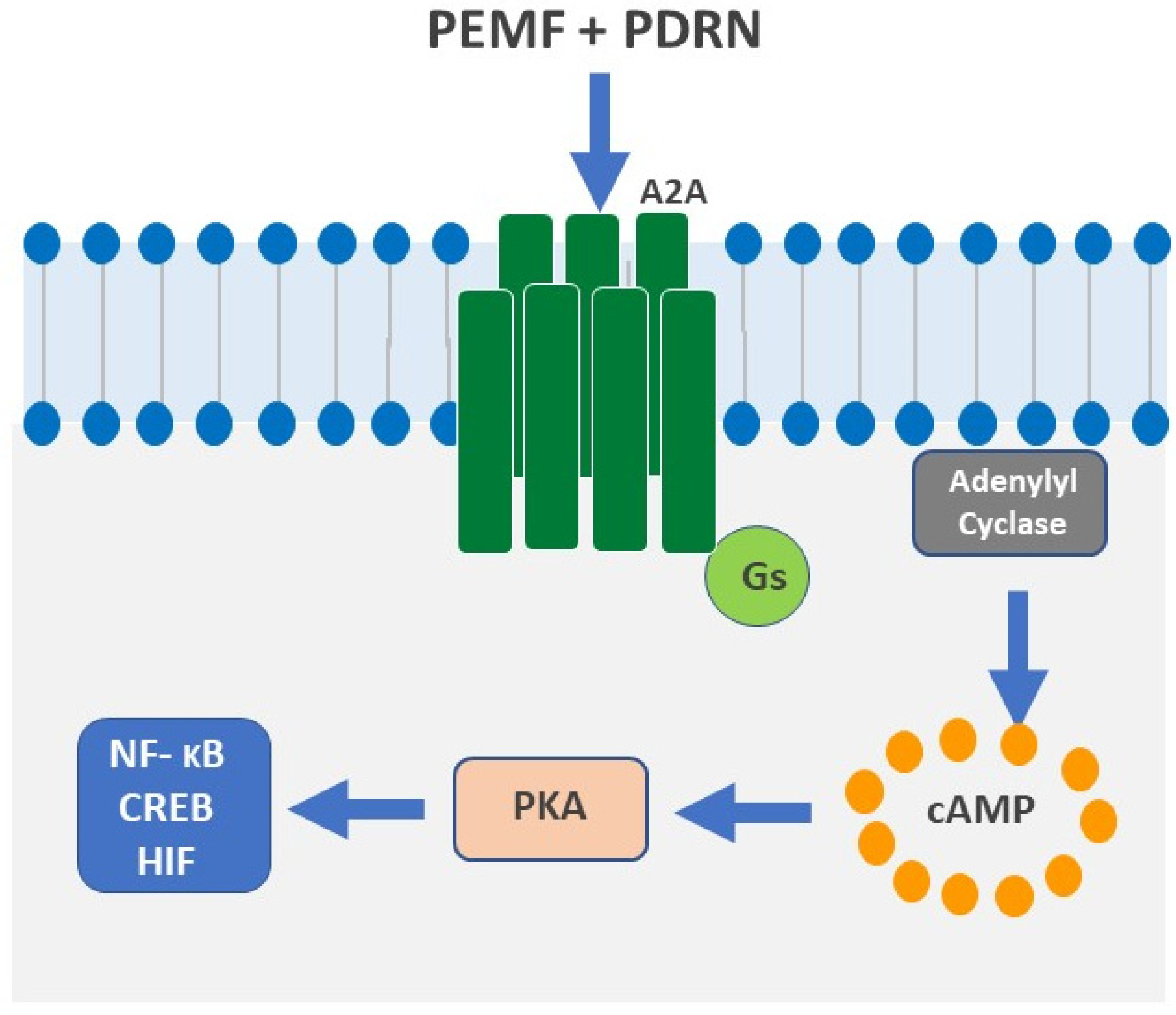 Ijms 24 10090 g002 Ijms 24 10090 g002