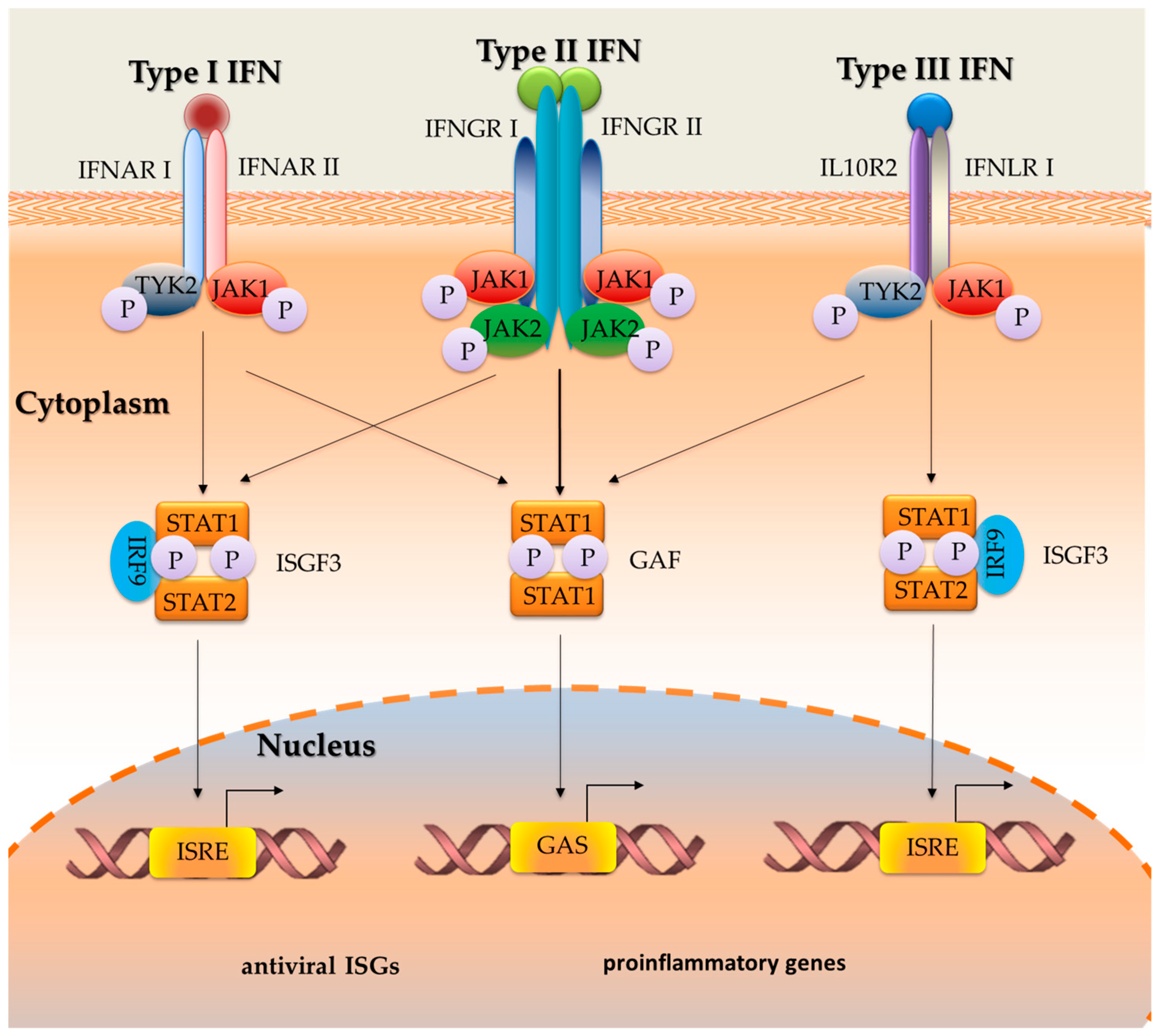 IJMS | Free Full-Text | Immunomodulatory Role of Interferons in Viral and  Bacterial Infections