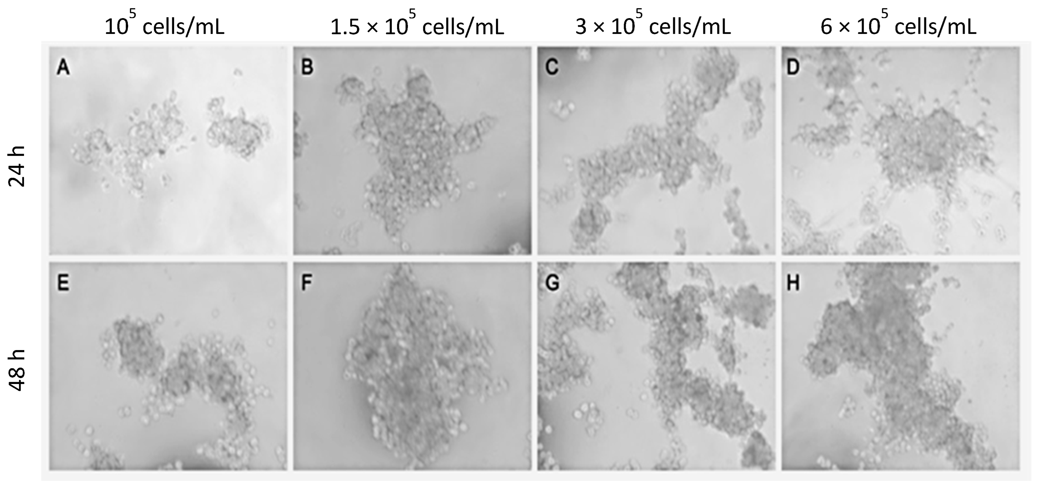 Ijms 24 10131 g001 Ijms 24 10131 g001