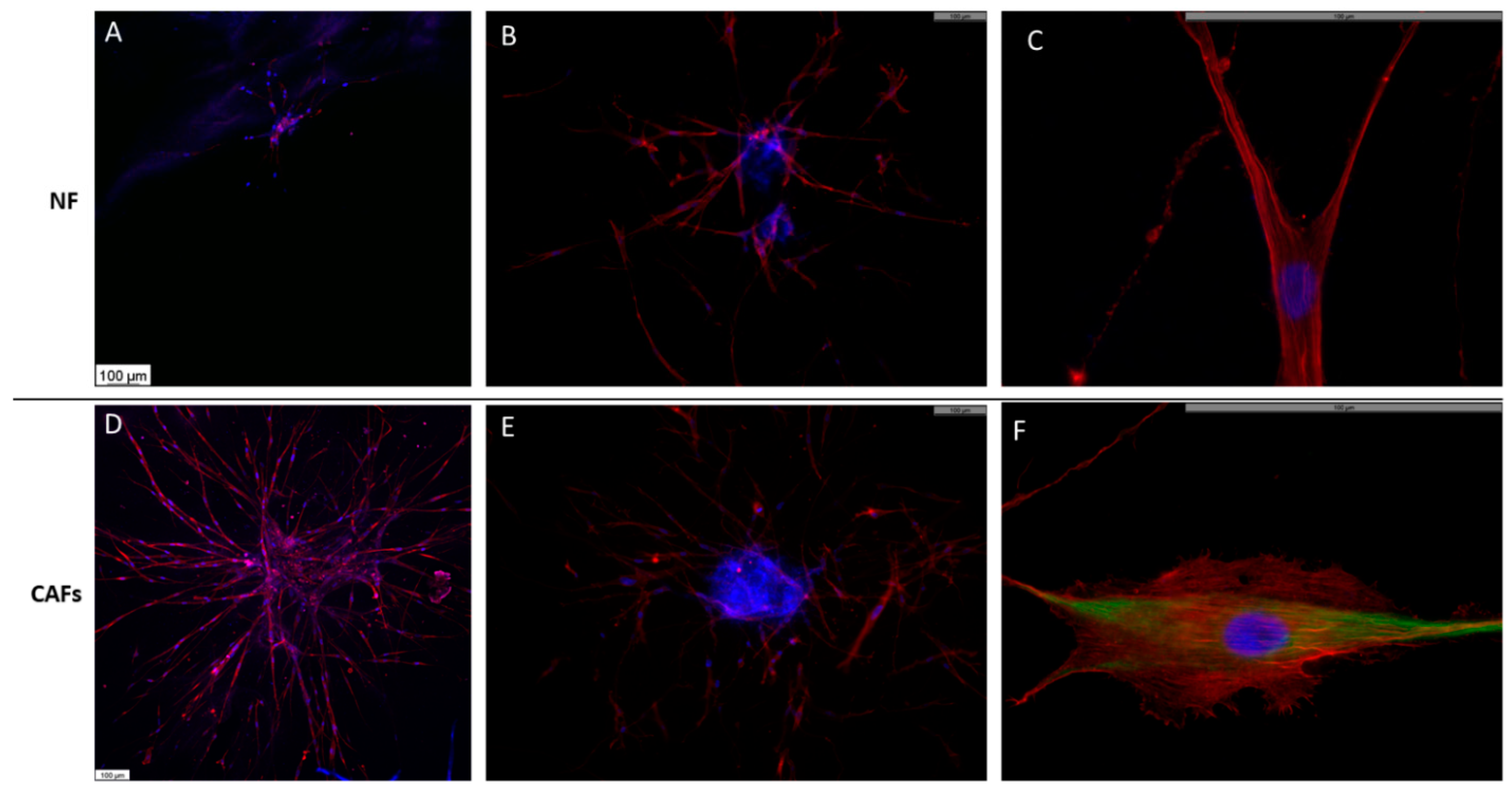 Ijms 24 10131 g004 Ijms 24 10131 g004