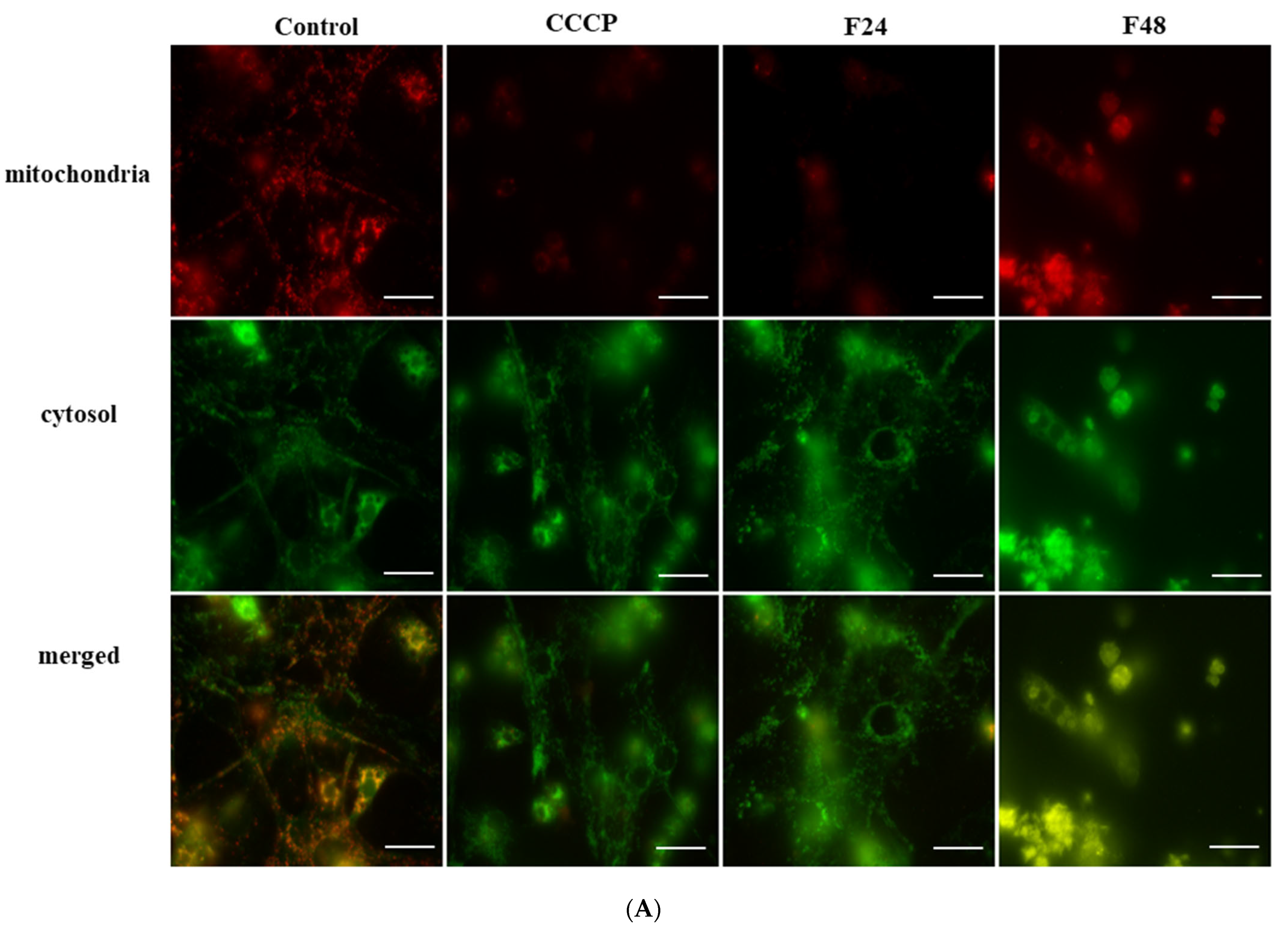 Ijms 24 10169 g002a Ijms 24 10169 g002a