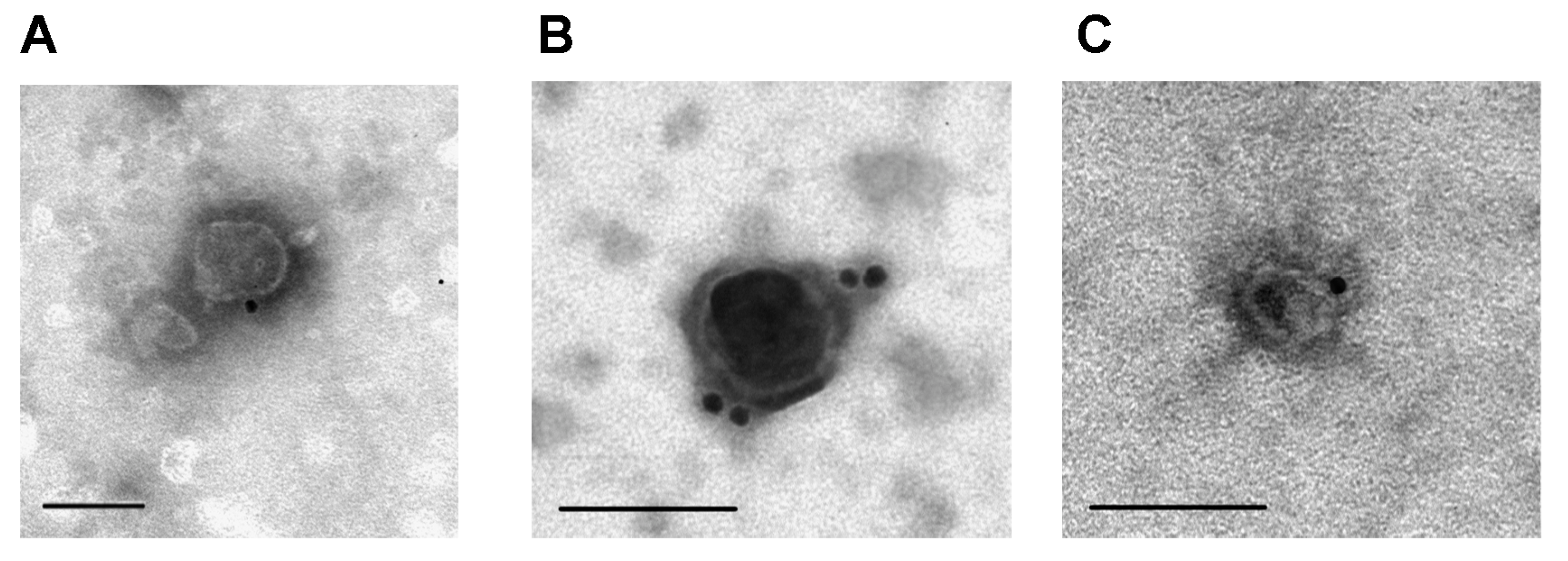 Ijms 24 10194 g003 Ijms 24 10194 g003