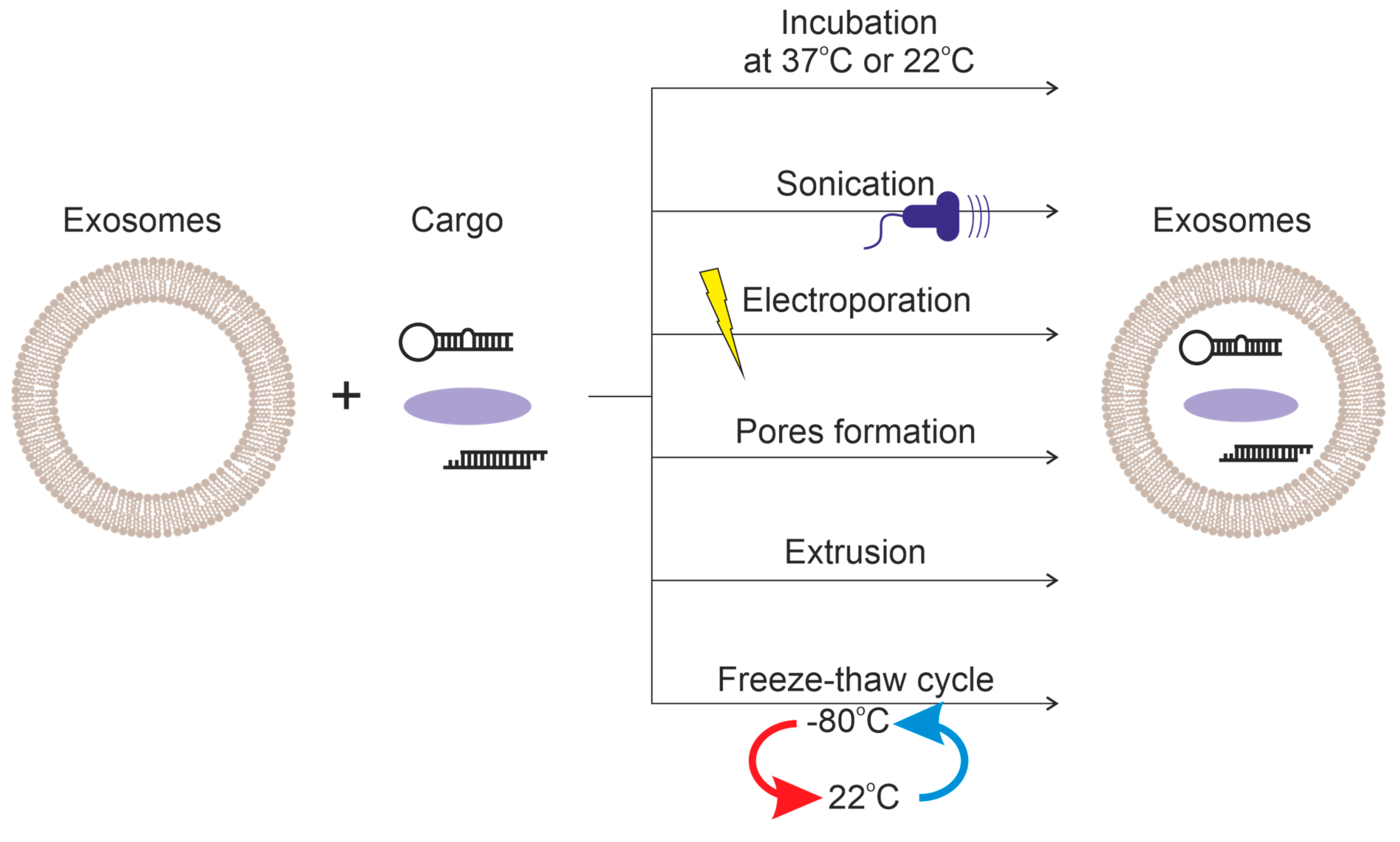 Ijms 24 10194 g004 Ijms 24 10194 g004