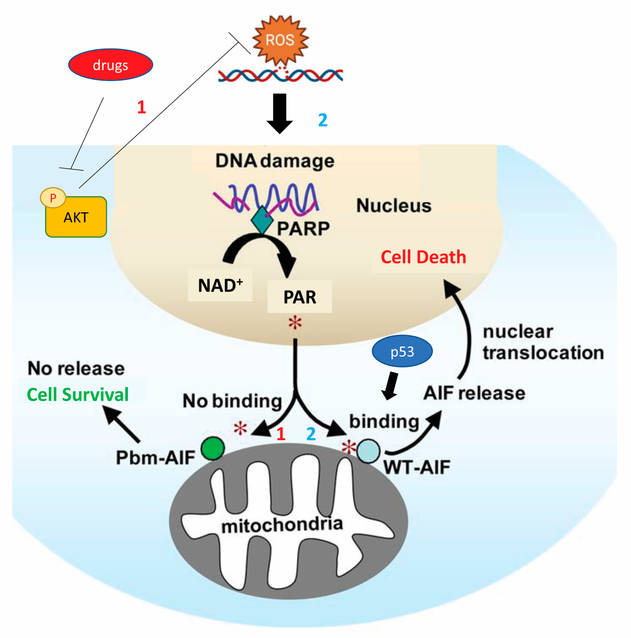 IJMS | Free Full-Text | Different Roles Of Apoptosis And Autophagy In ...