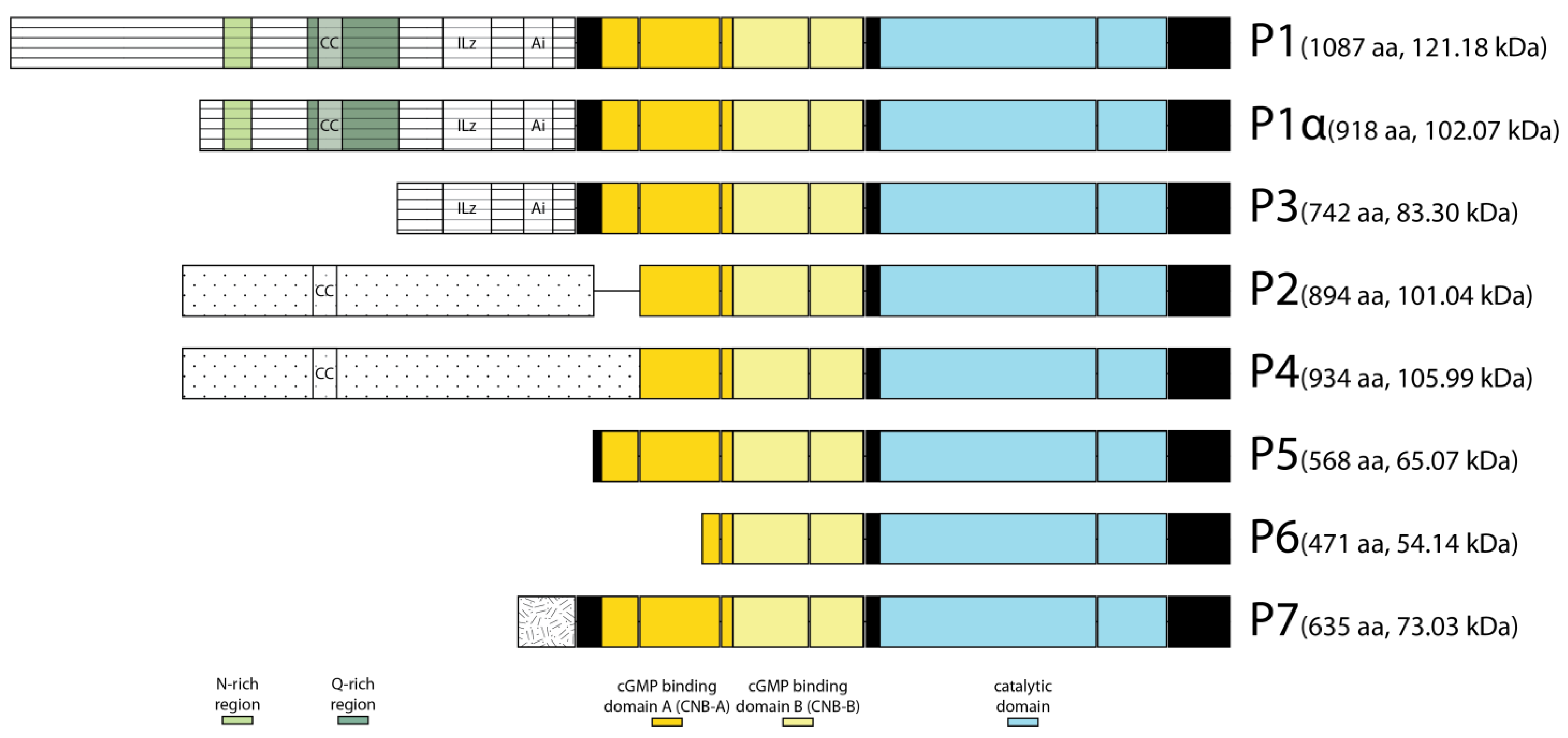 Ijms 24 10219 g002 Ijms 24 10219 g002