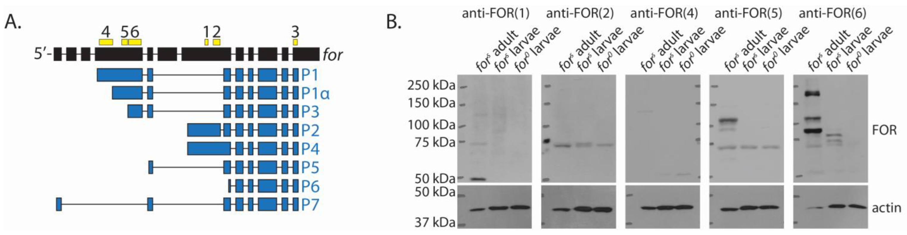 Ijms 24 10219 g004 Ijms 24 10219 g004