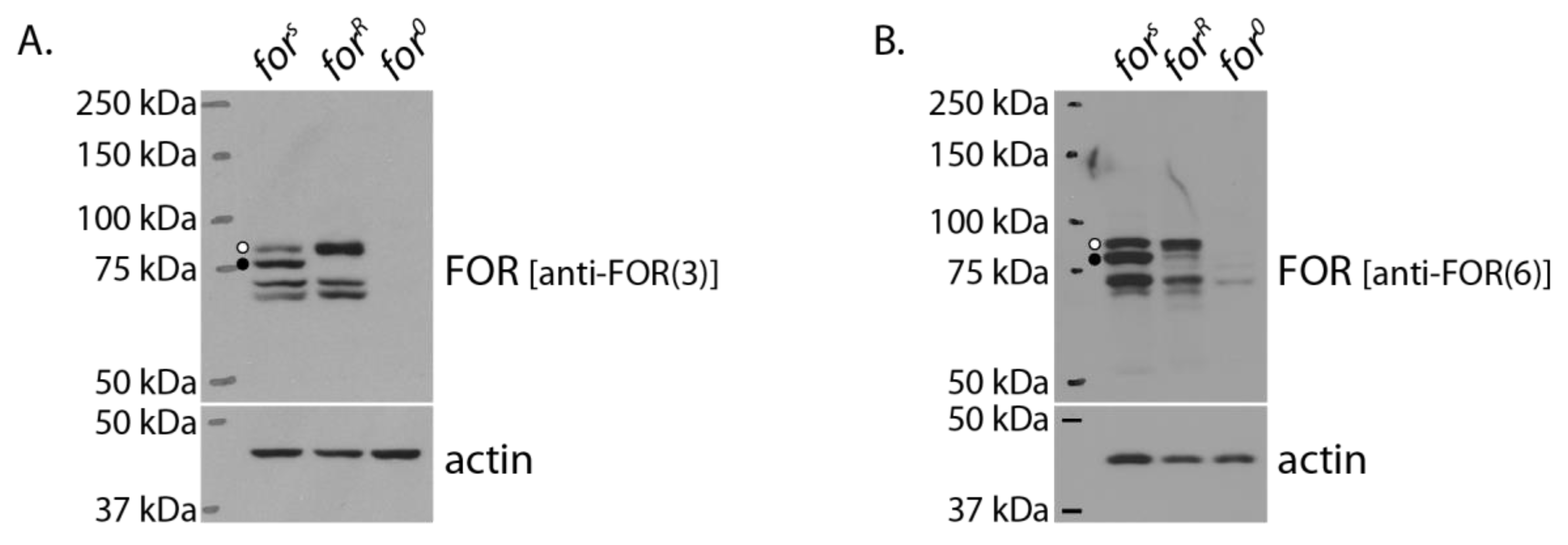 Ijms 24 10219 g008 Ijms 24 10219 g008