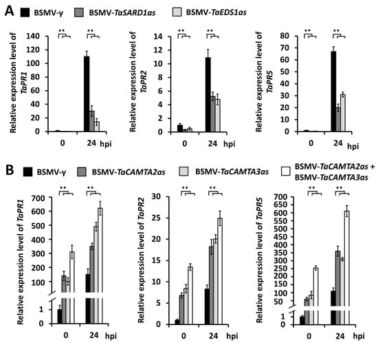 Wheat Susceptibility Genes Tacamta2 And Tacamta3 Negatively Regulate Post Penetration Resistance 2104