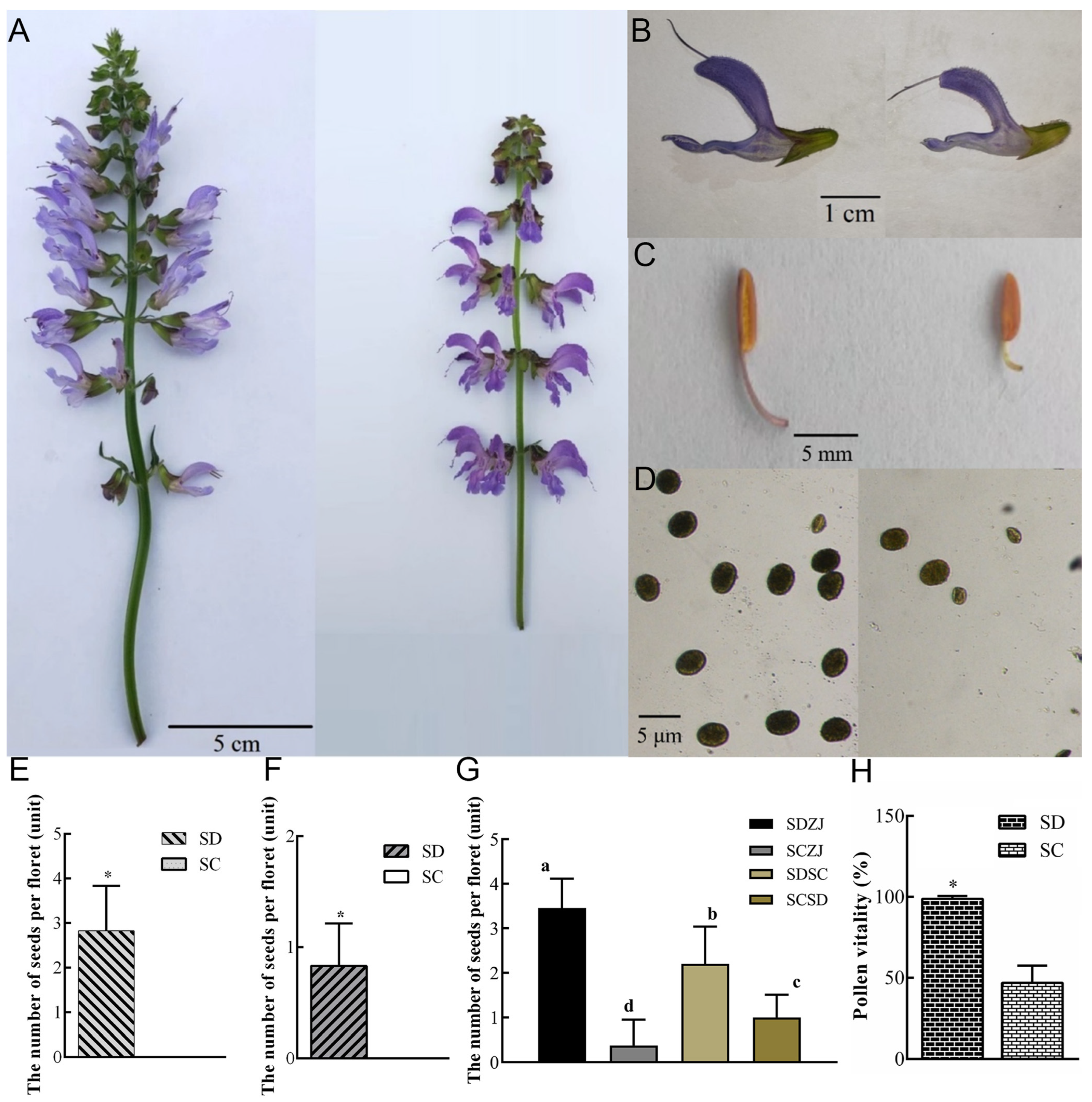 PDF] Interspecific Variation of Micromorphology of Glandular Trichomes  between two Salvia Species in South Albania